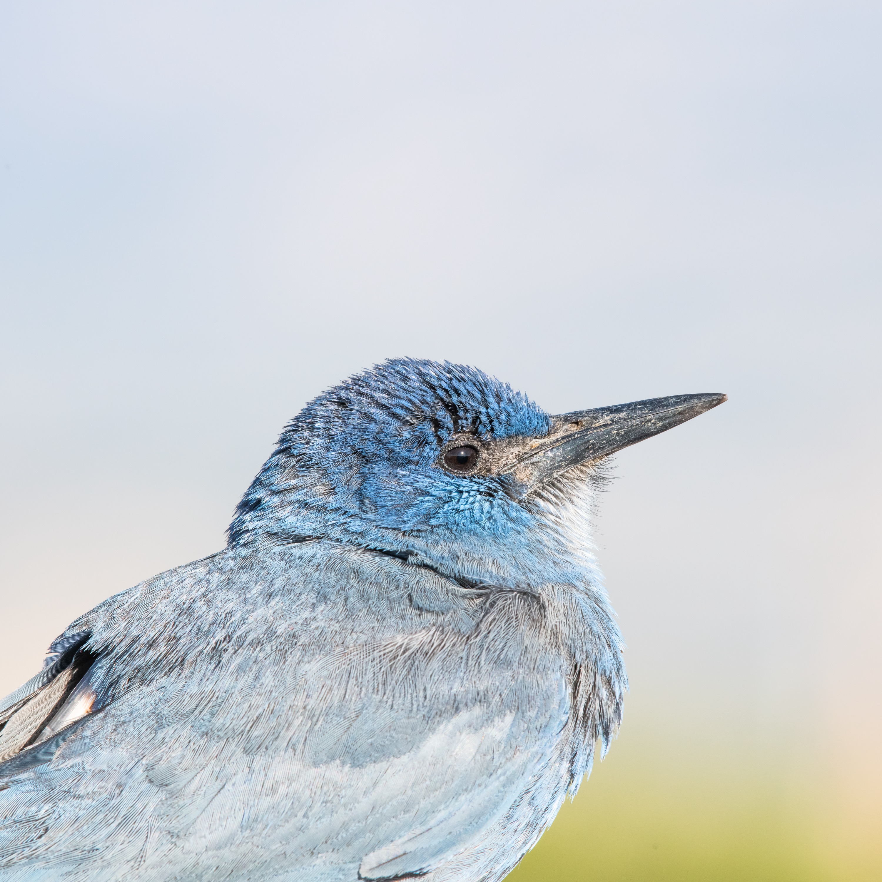 Back to Birding