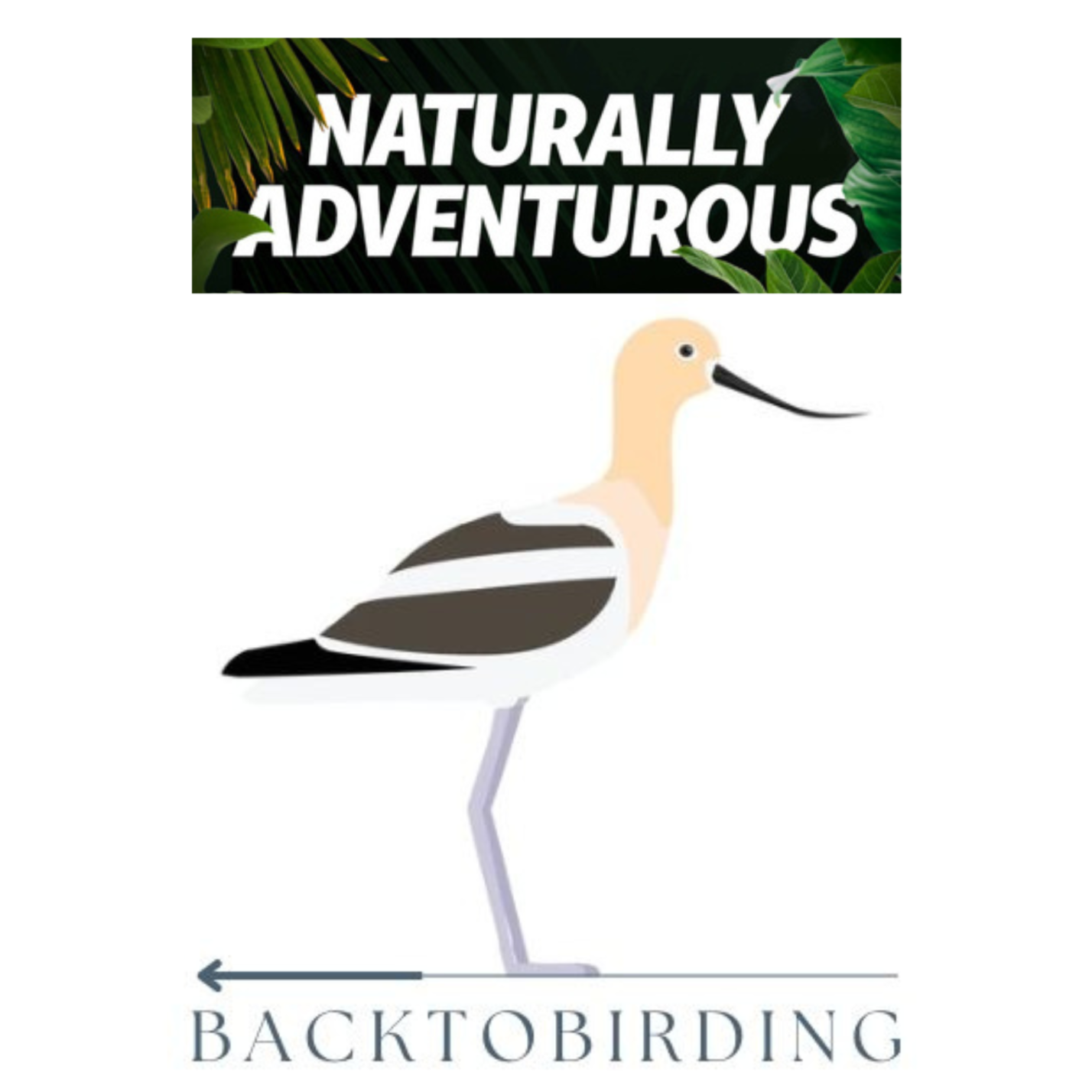 Back to Birding