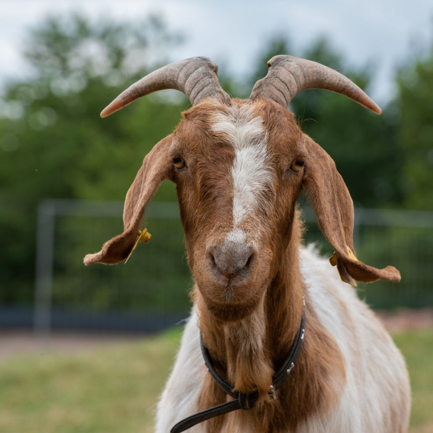 Baphomet Advocate (version 2)