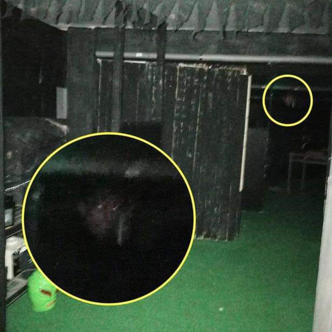 Family terrified by 'ghost of demonic monk' - And the Cryptid Creatures of Notts, Bigfoot, Dogman