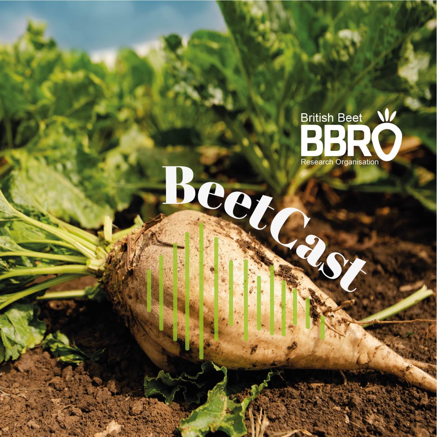BeetCast September 2023: Robotics coming to sugar beet?