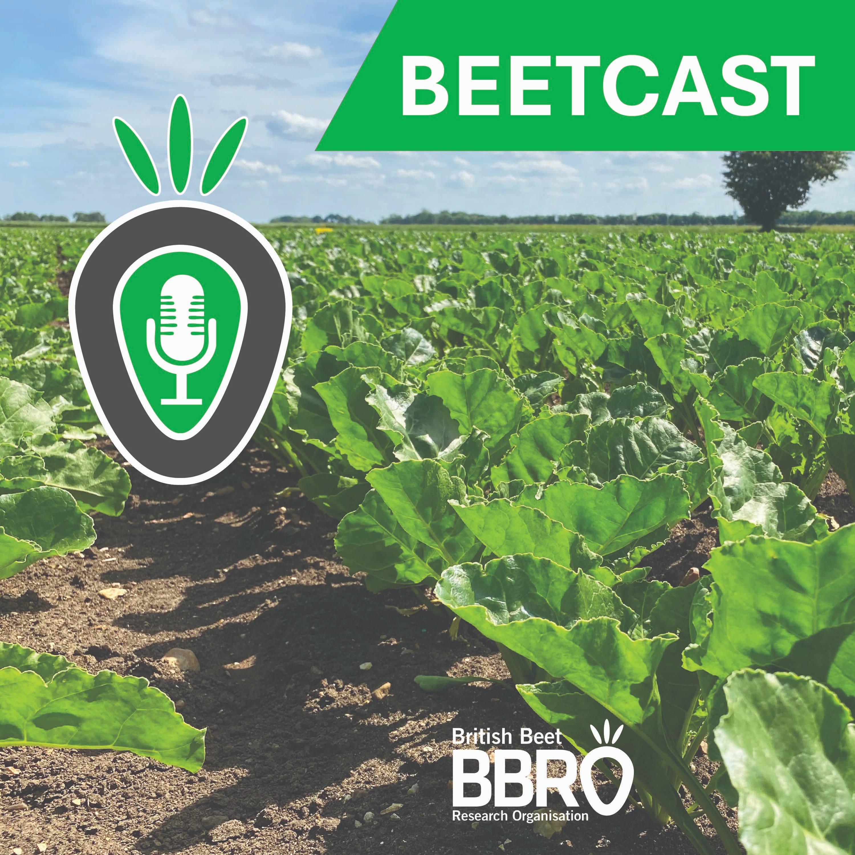 BBRO BeetCast