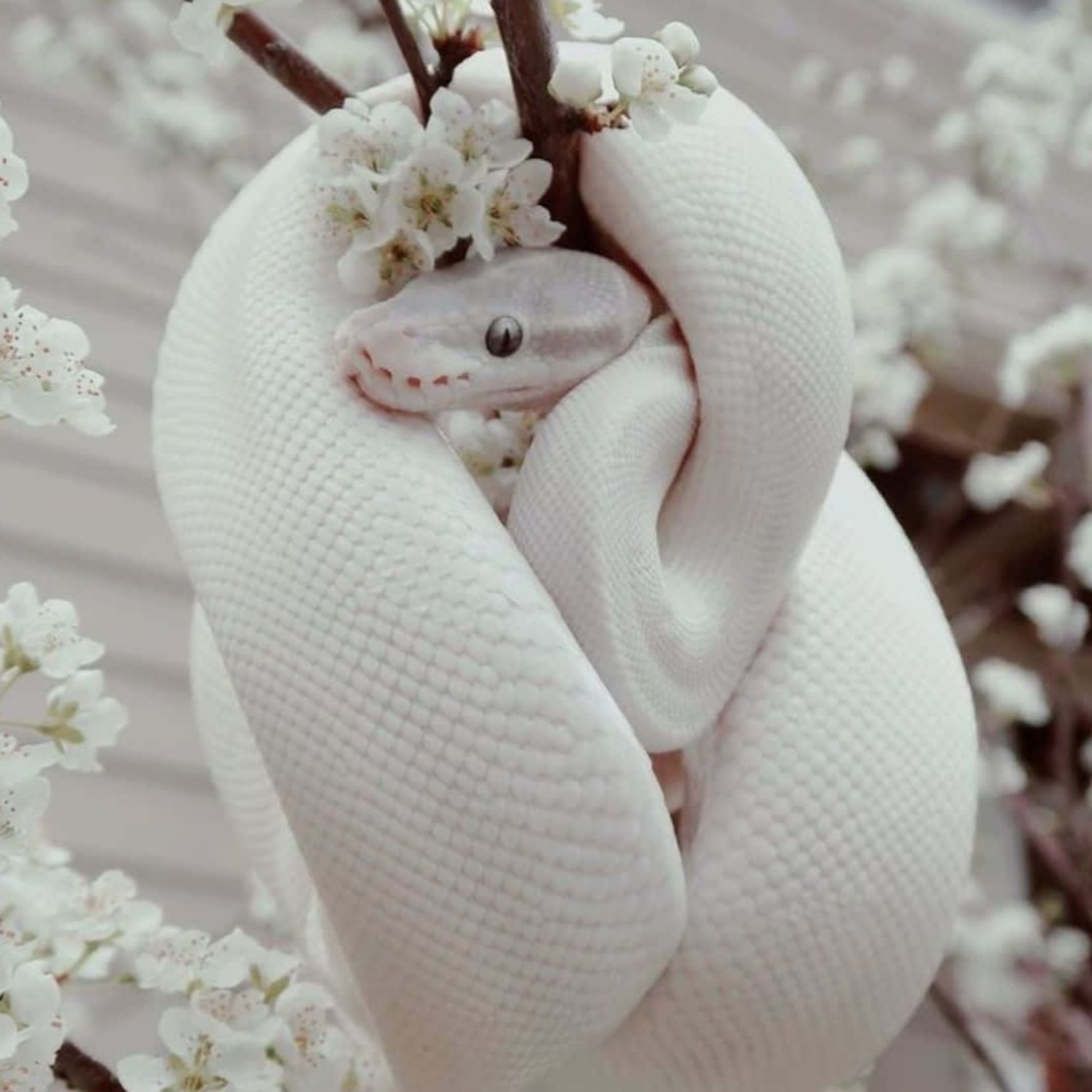 Beauty Snake Girl 🐍✨️🤍 podcast artwork