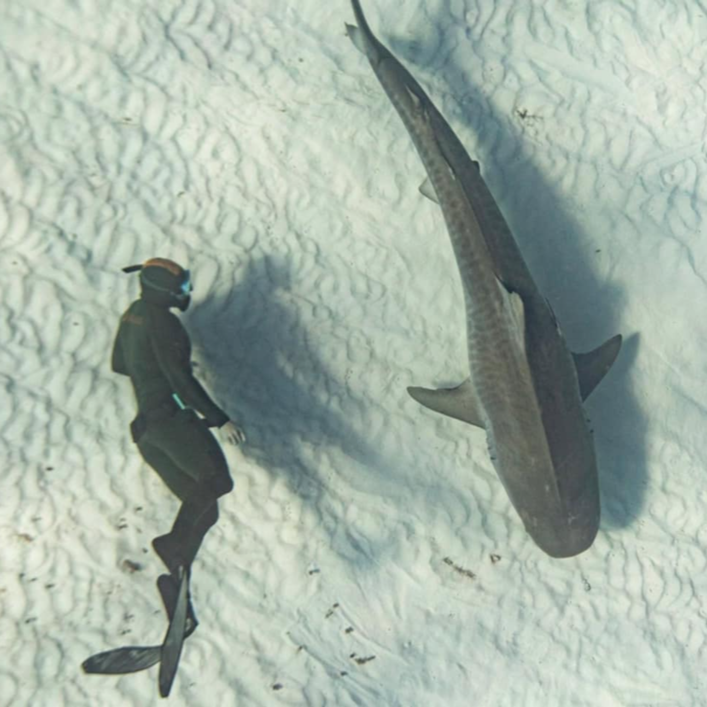 cover of episode Chris Cameron (Law Enforcement Aviation, Rescue Swimming and Swimming with Sharks) - Episode 1099