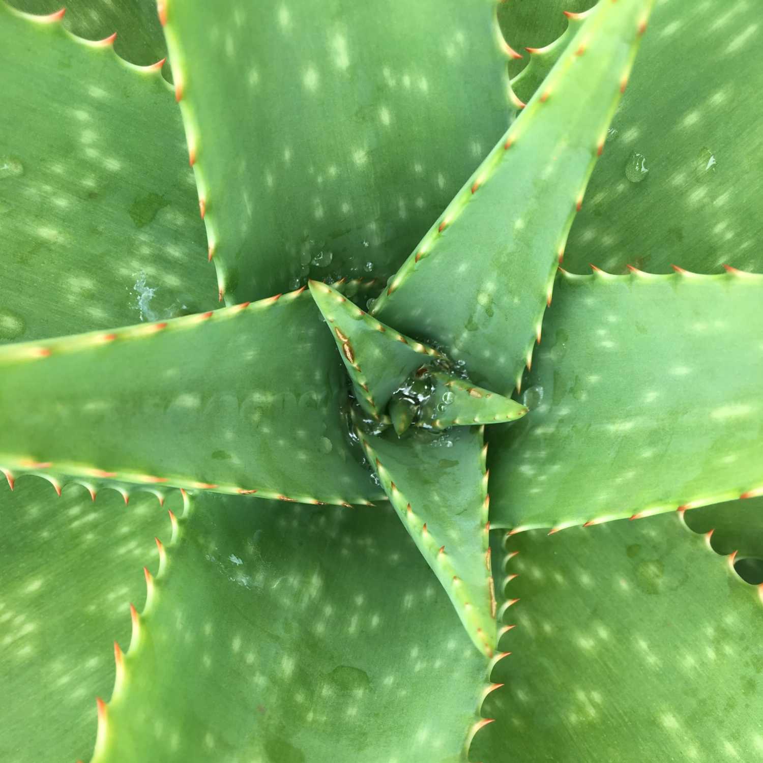 Aloe Aloe