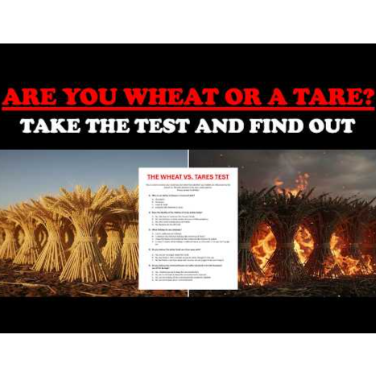 ARE YOU WHEAT OR A TARE_ TAKE THE TEST AND FIND OUT episode artwork