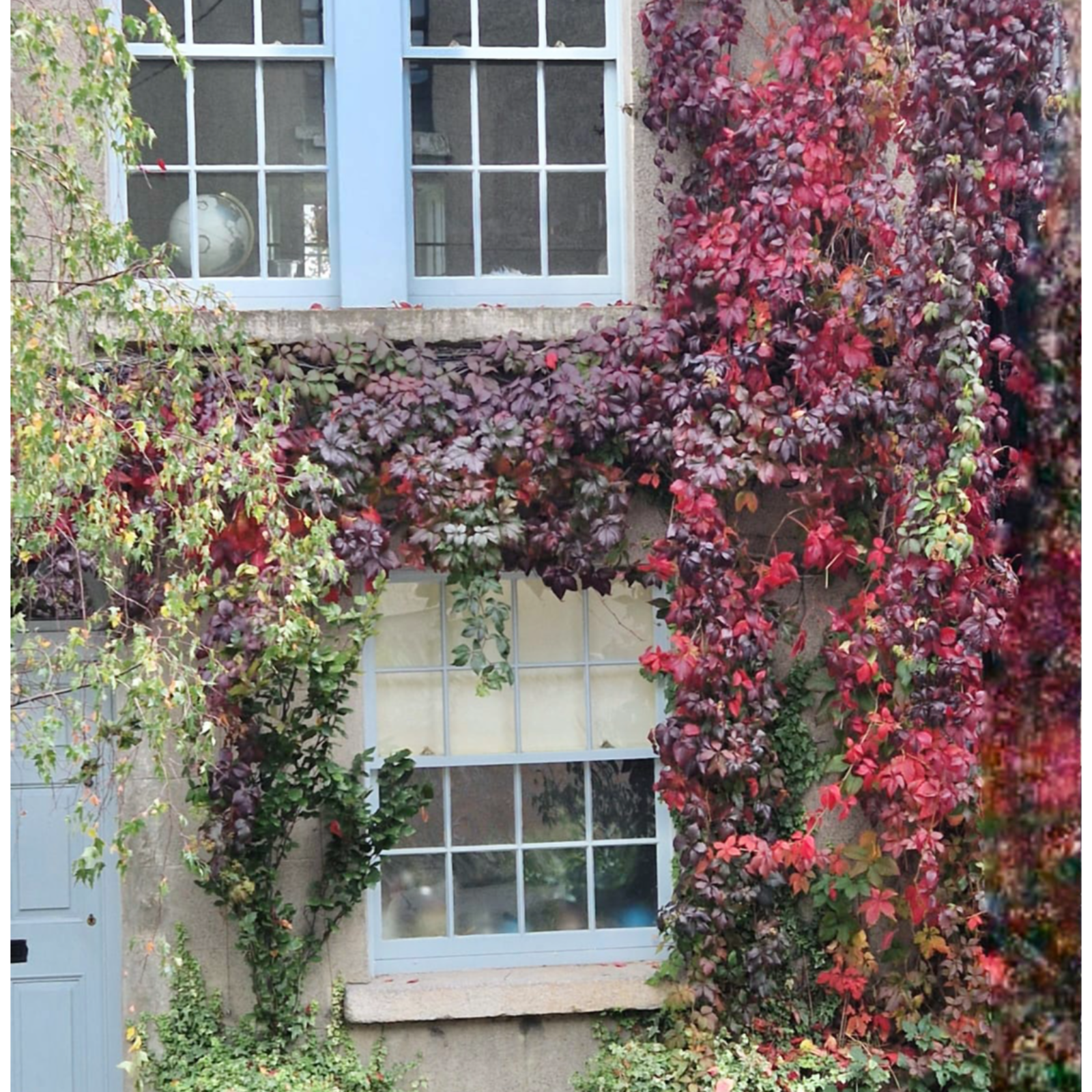 Beware of the Yucca, Dividing Dahlias & Enjoying Autumn Colour episode artwork