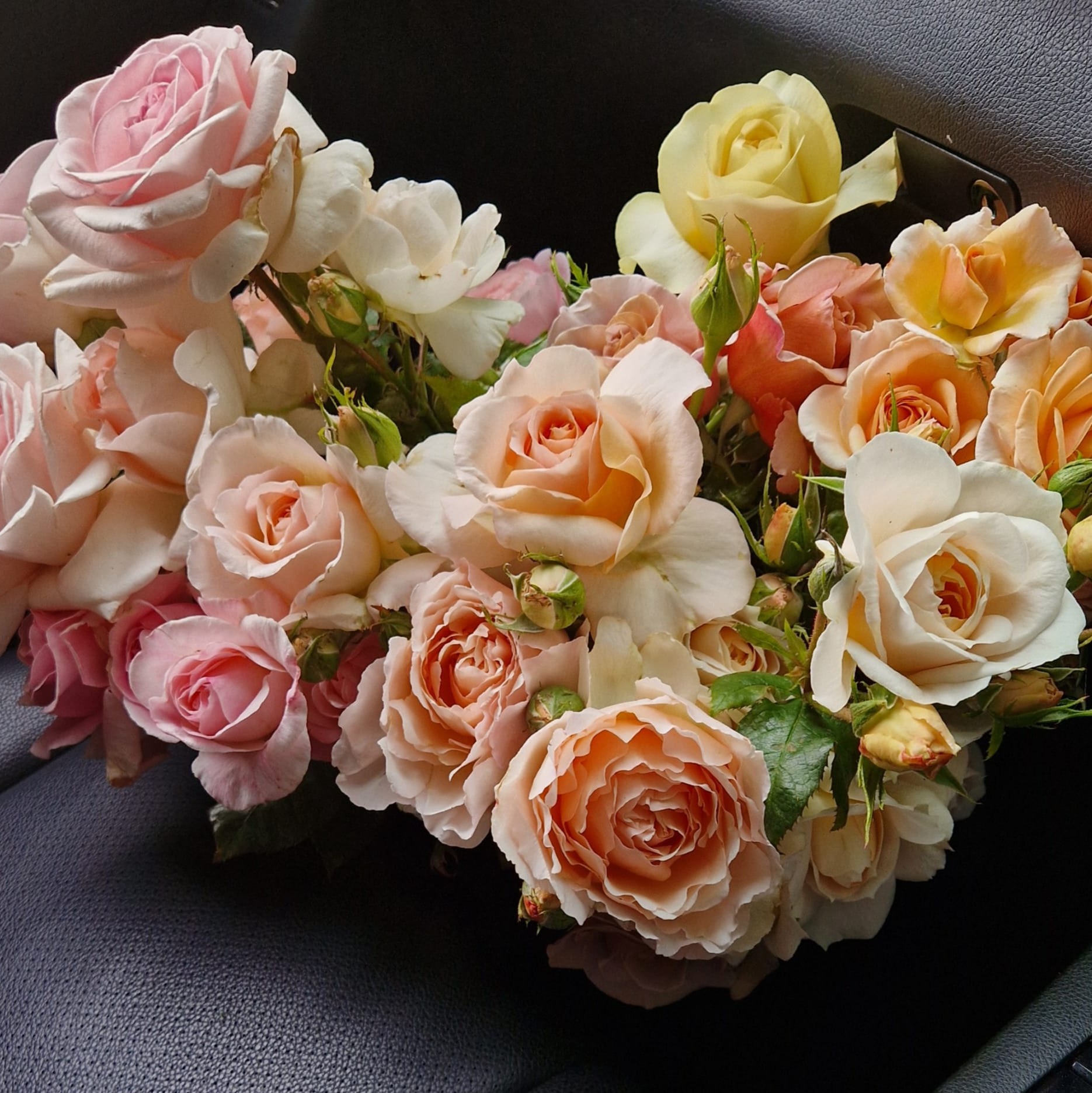 The Vintage Rose Company & Gardening Updates episode artwork