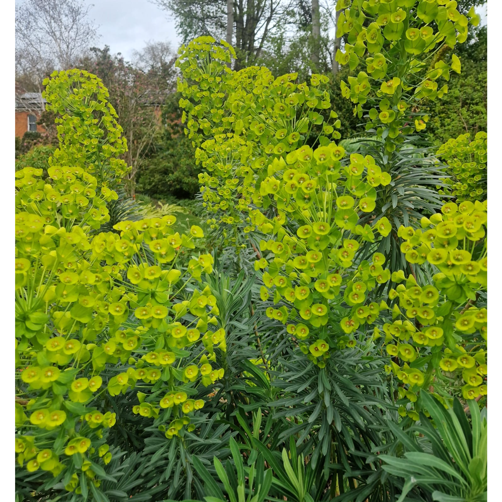 Seeds, Sap & Sprurges - A Guide To Euphorbia episode artwork