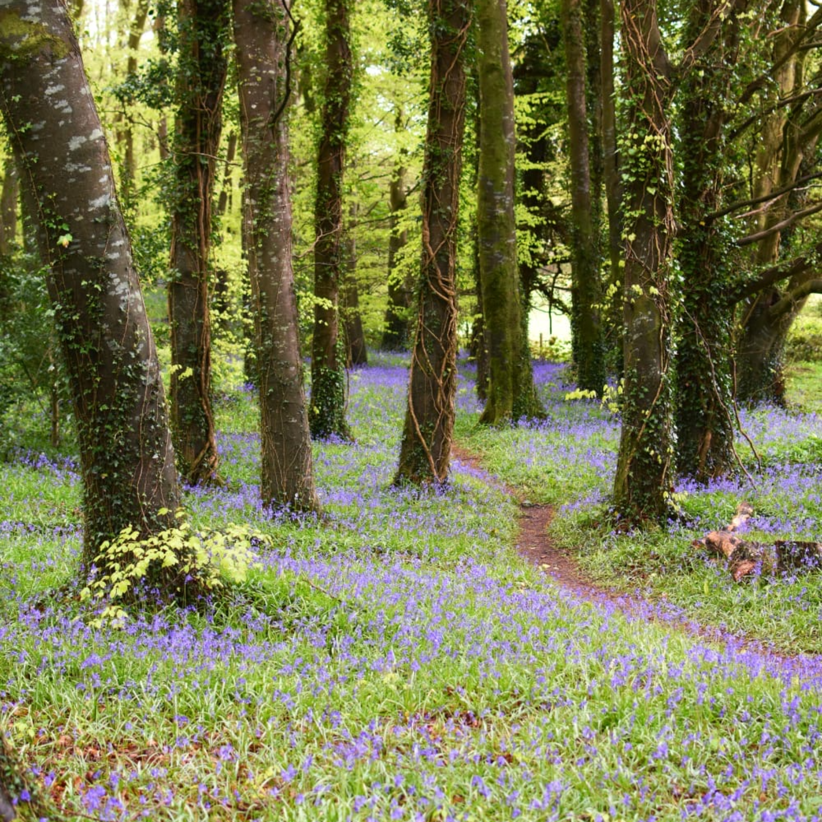Bluebells and Biodiversity episode artwork