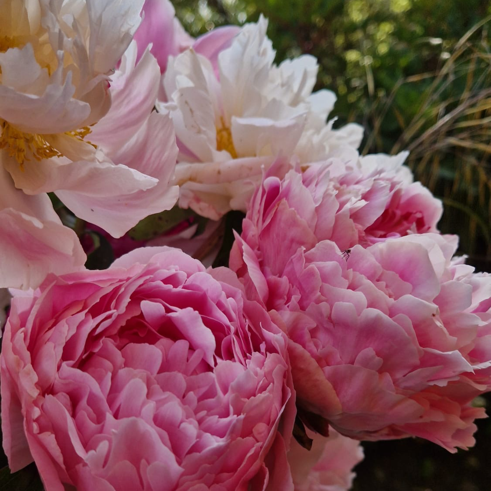 Peony Season episode artwork