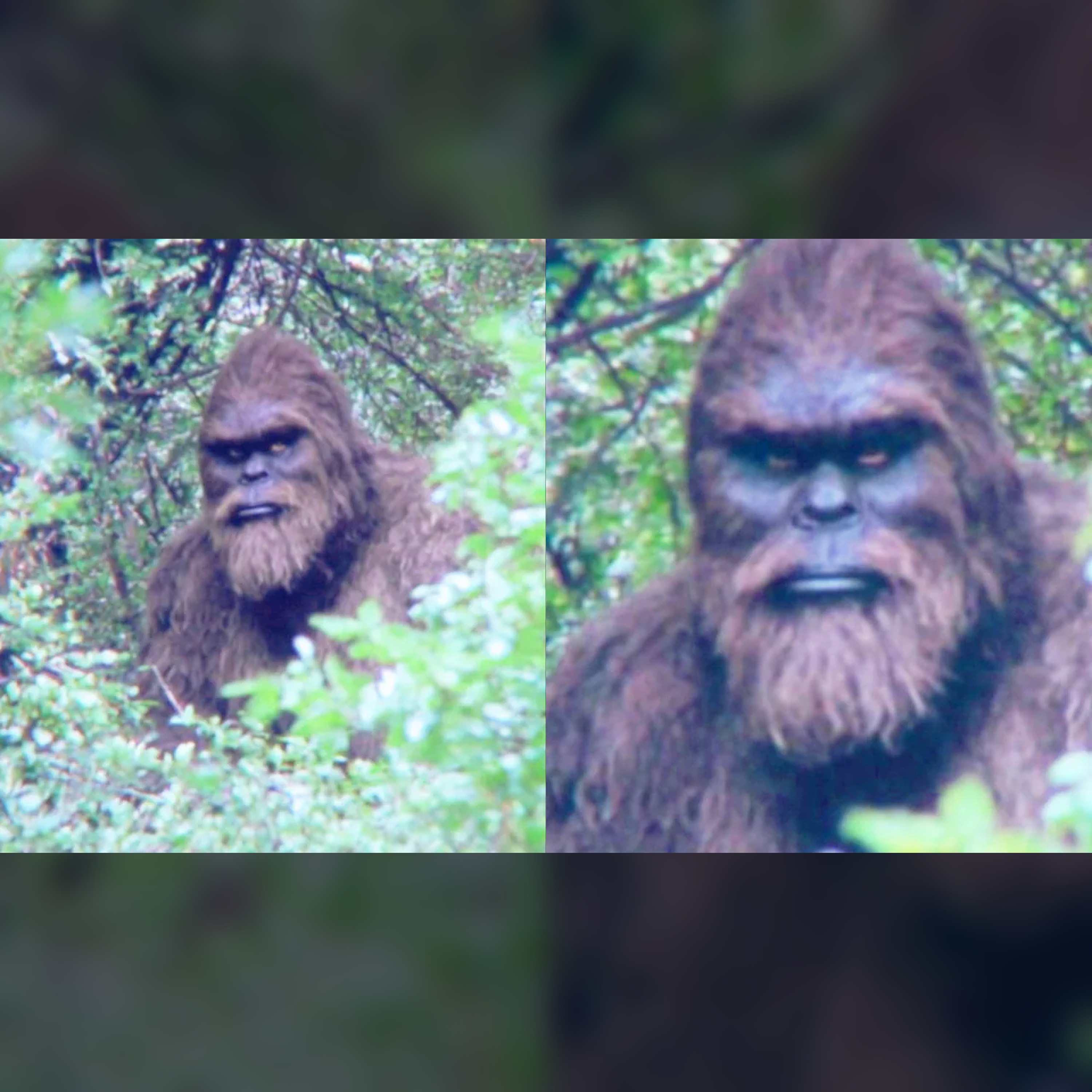 😱 China’s Bigfoot Hunt: The Terrifying Secret Revealed episode artwork