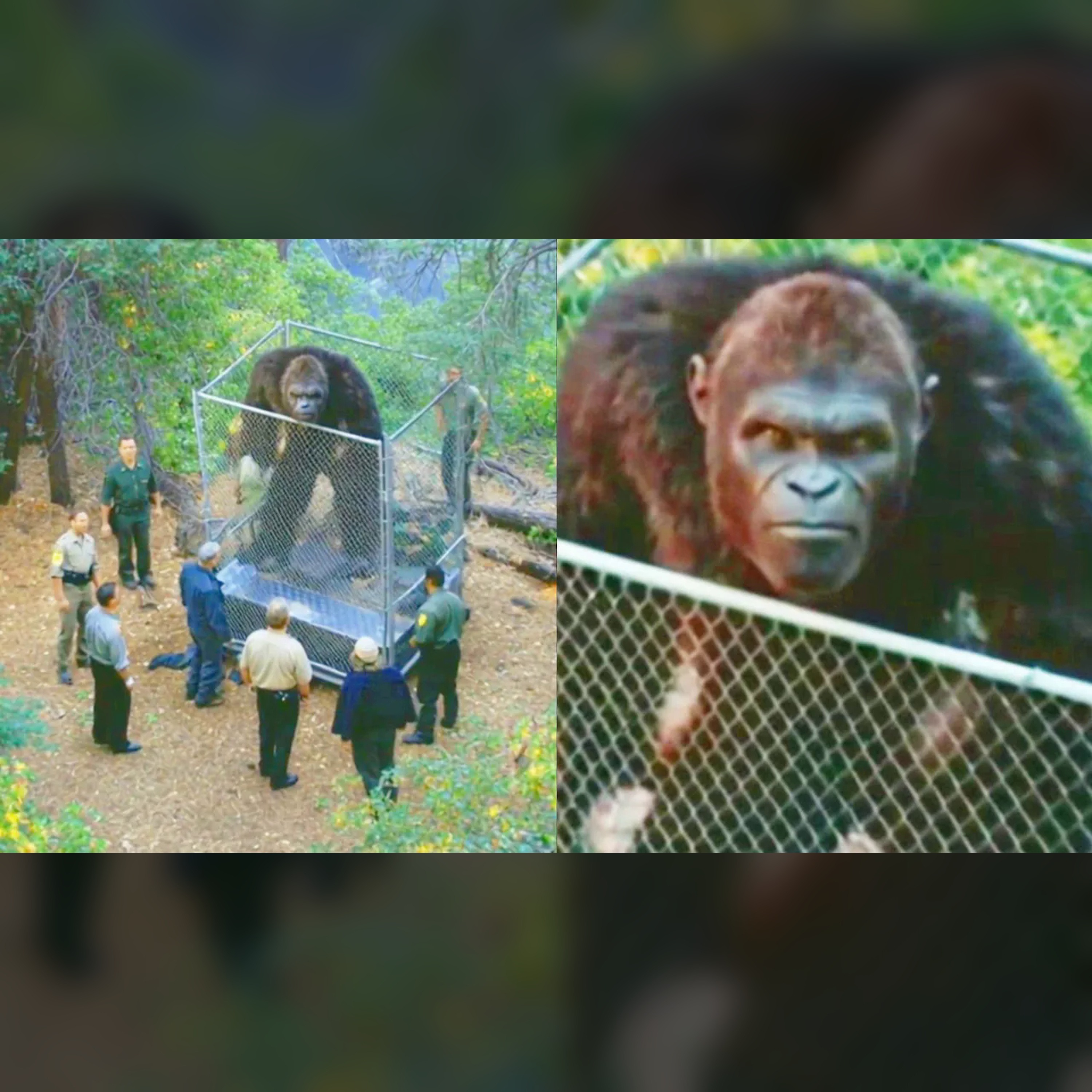 🕵️ FBI Bigfoot File: Shocking Secrets Revealed episode artwork