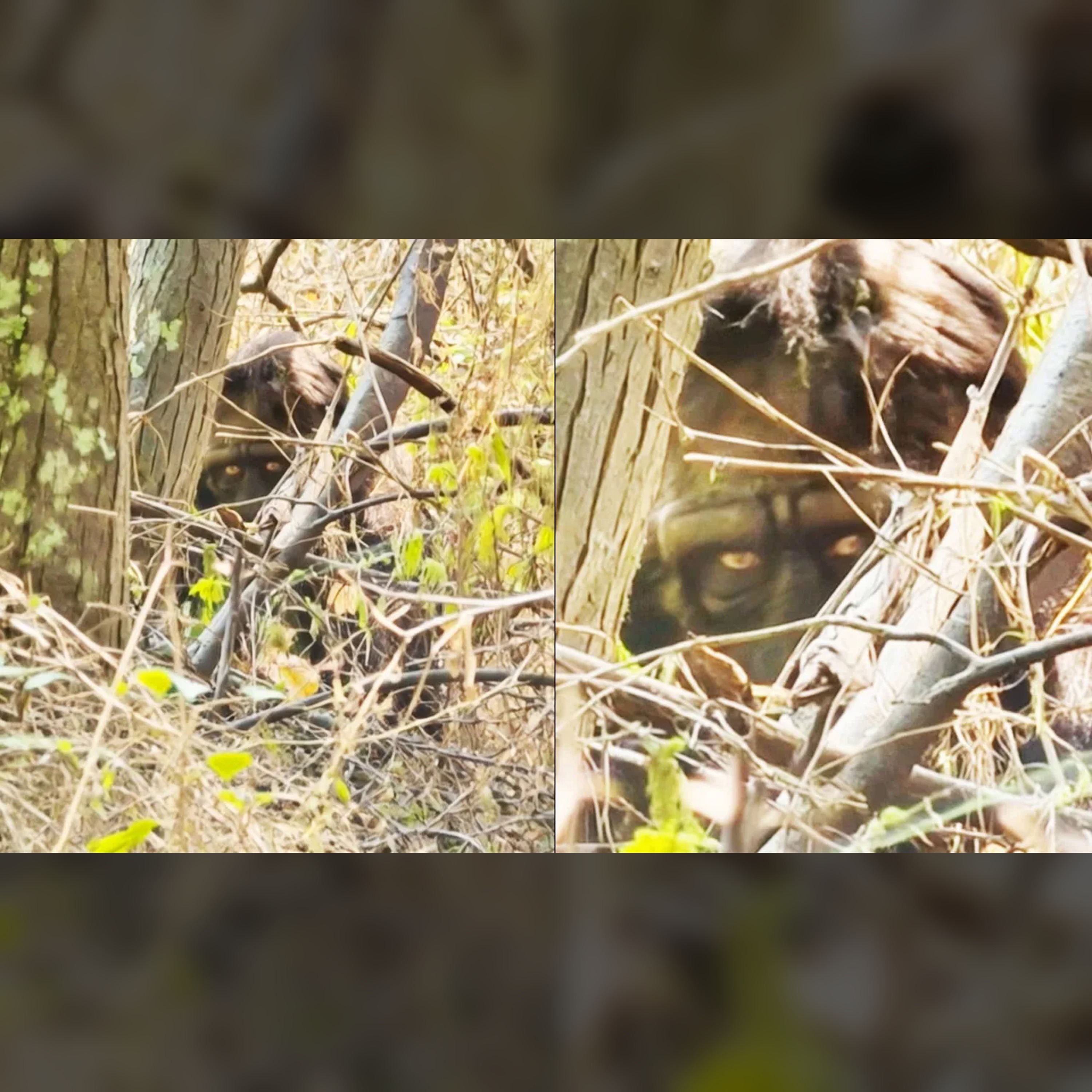 😱 Shocking Bigfoot Face-to-Face Video: The Truth Revealed episode artwork