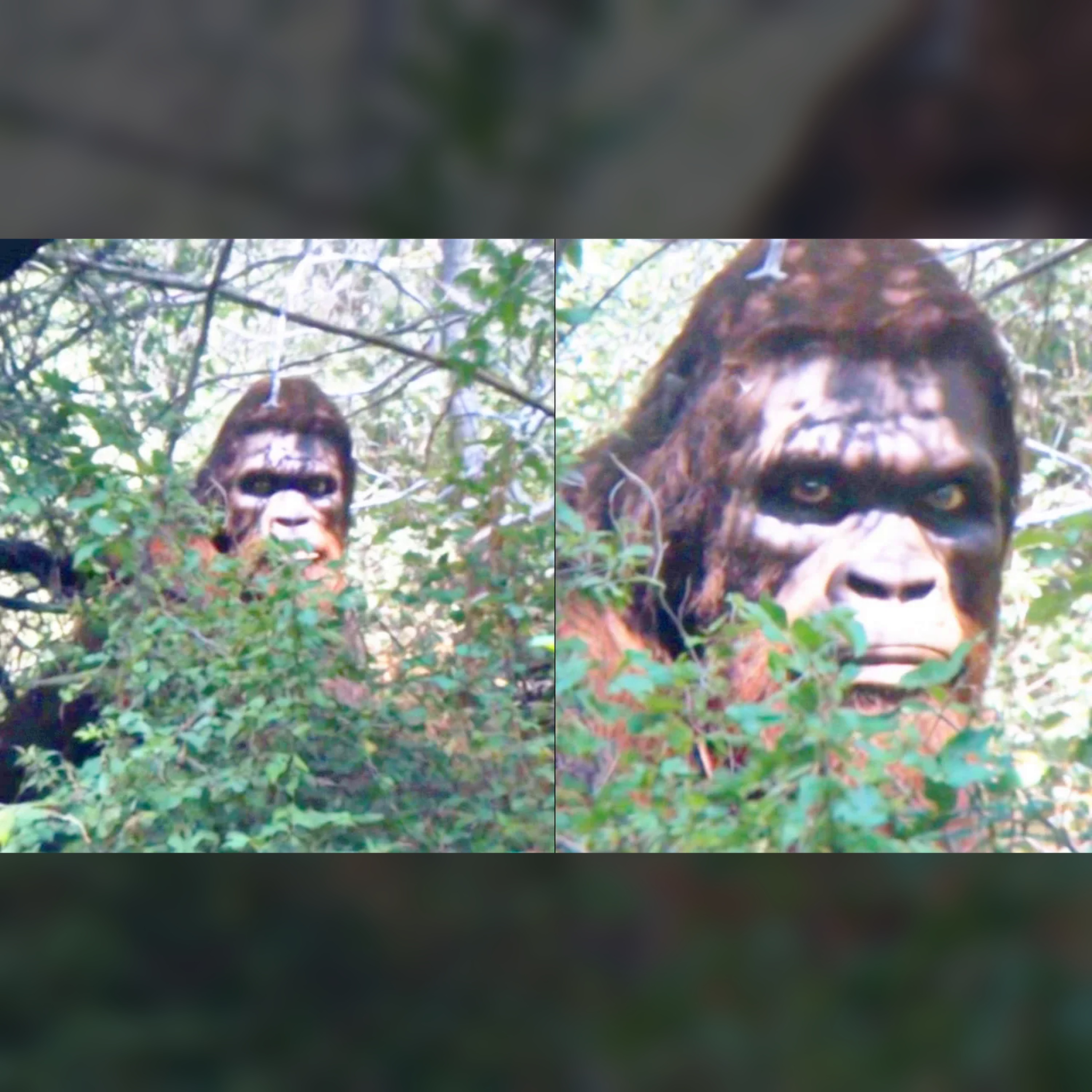 🦶 Shocking Bigfoot Revelations: This Sasquatch Proof episode artwork