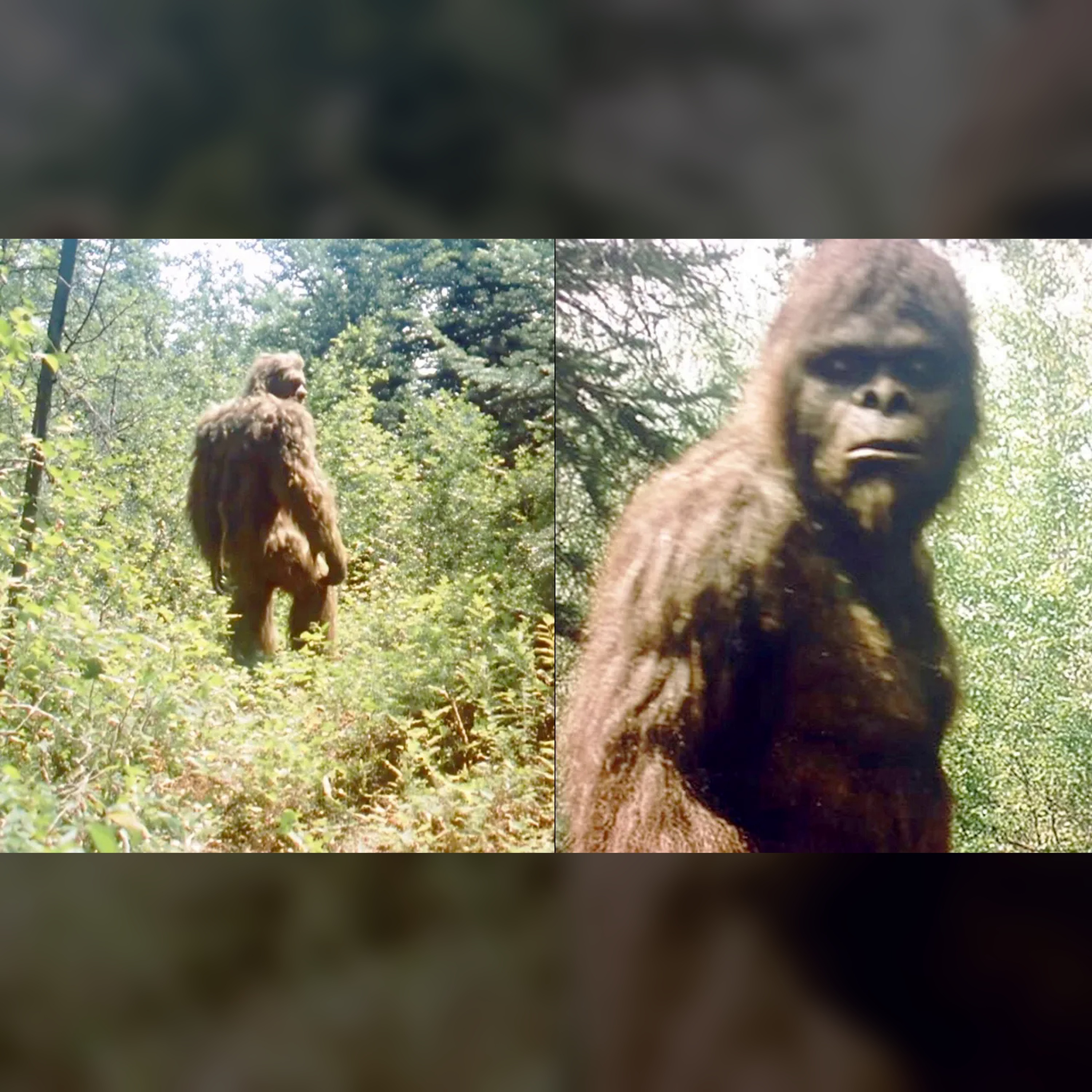 🕵️ Bigfoot Trail Cam Secret: Shocking Forest Revelation episode artwork