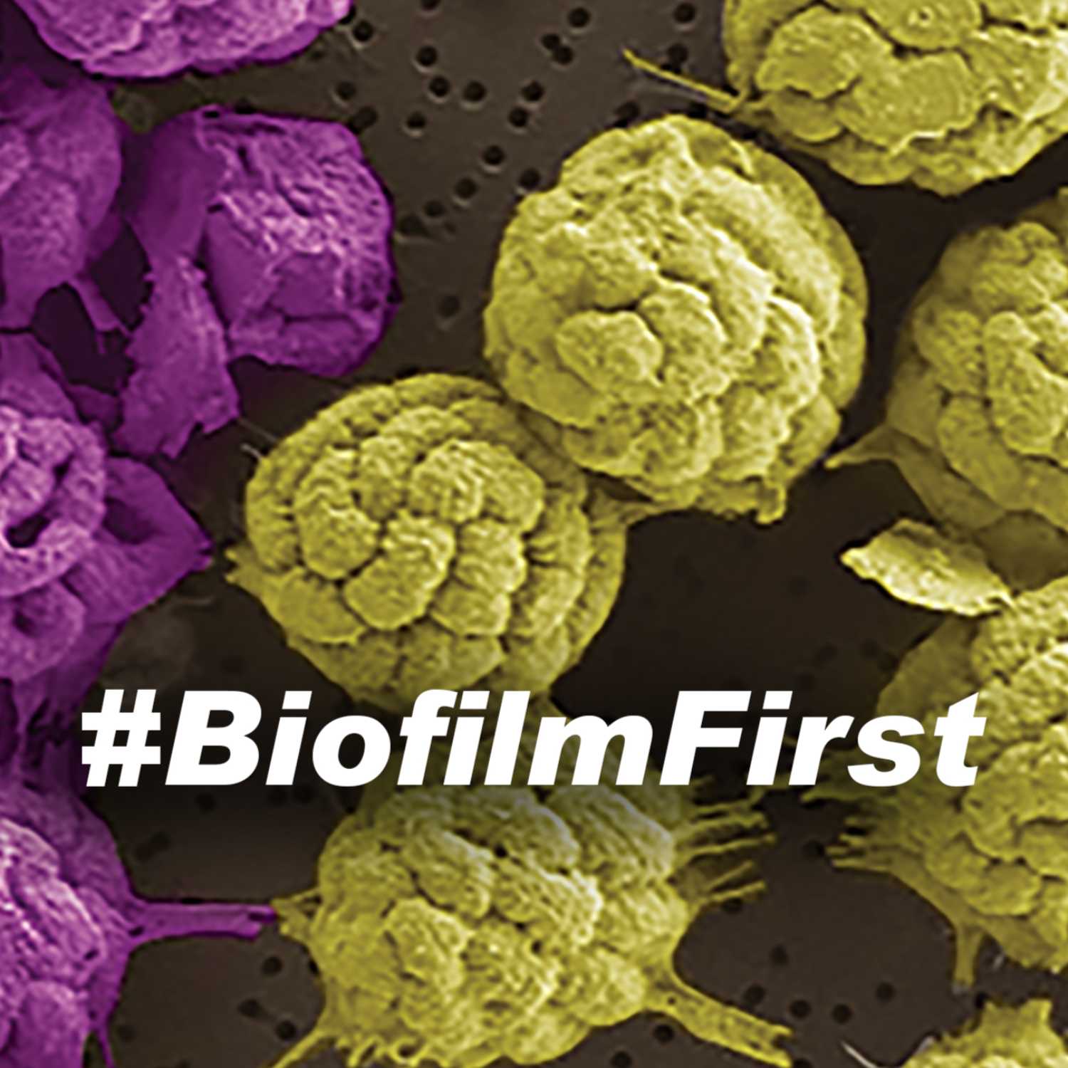 BiofilmFirst