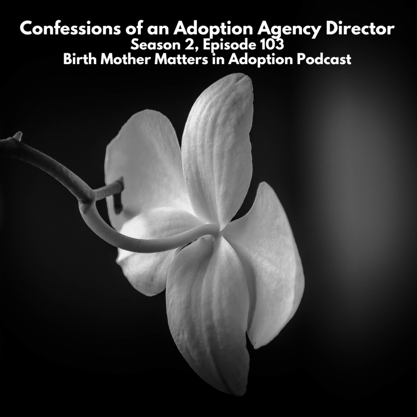 Birth Mother Matters Adoption 2 #103: Confessions of an Adoption Agency Director episode artwork