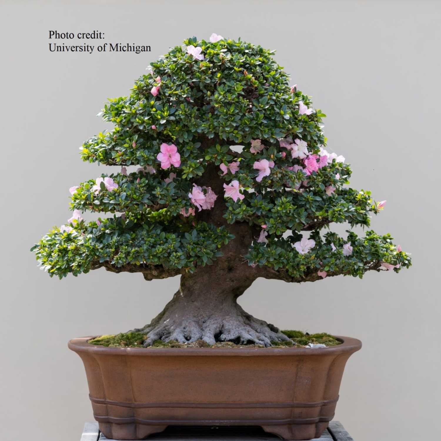 Episode 18, Bonsai Forms Series: Moyogi