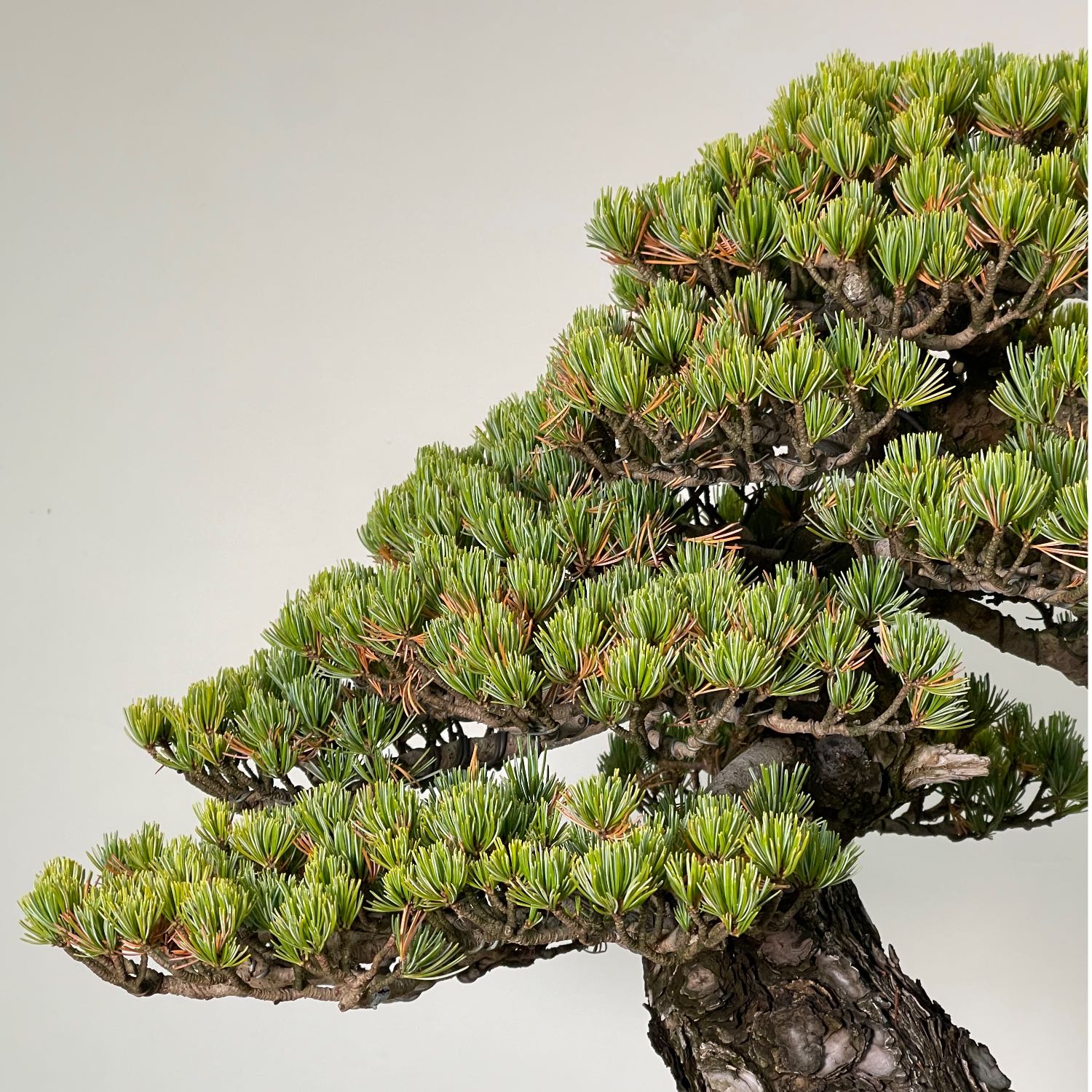 Little Things for Bonsai People