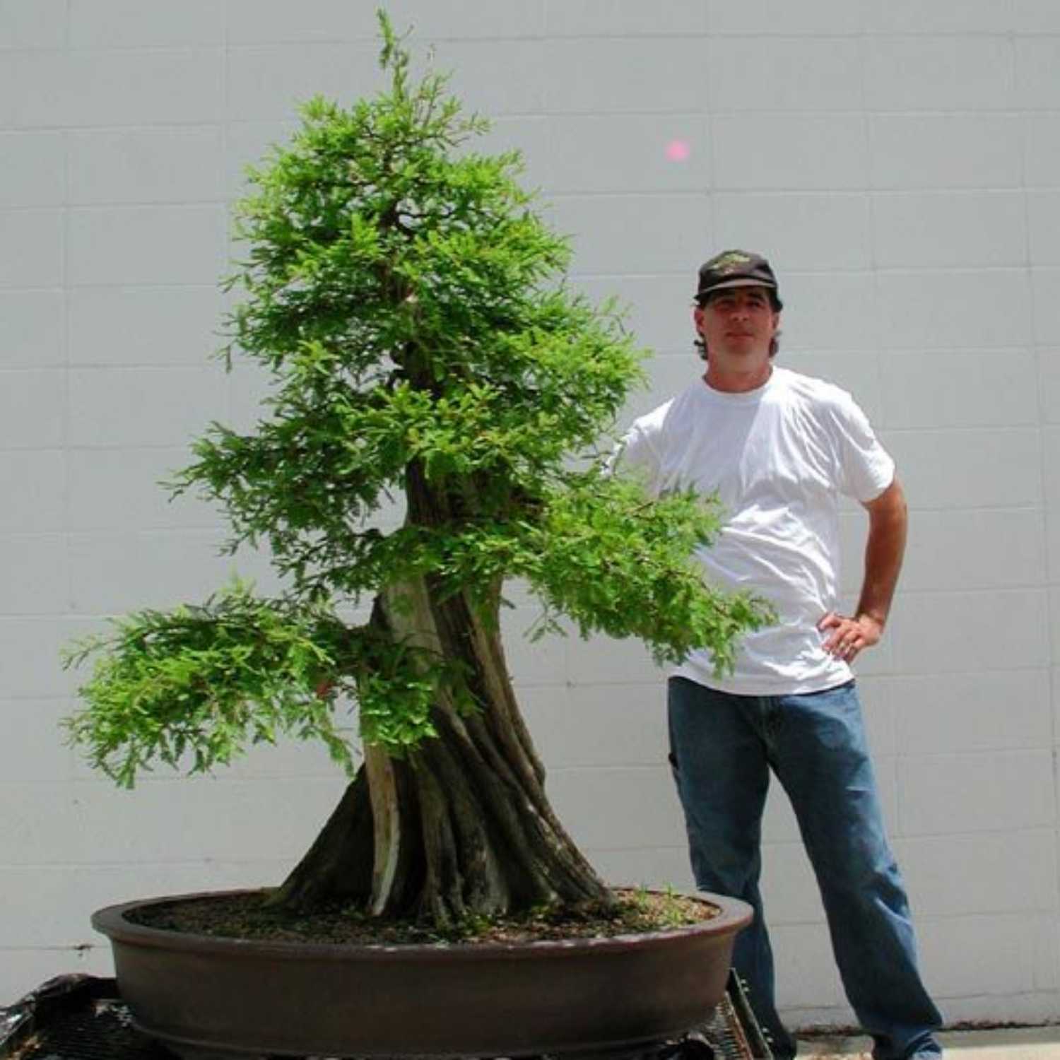 Little Things for Bonsai People