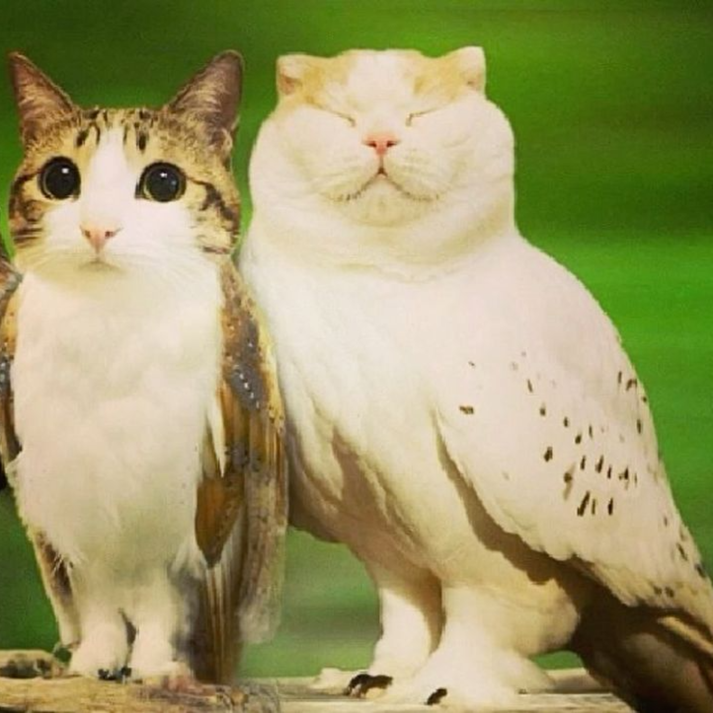 bryson tiller sza - normal girl