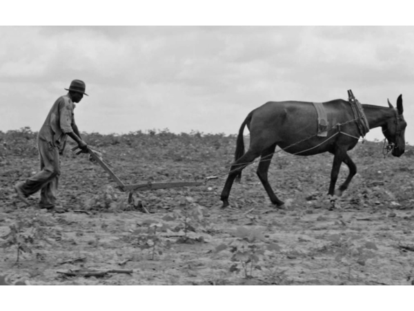 Black Folks Giving Away The 40 Acres &amp;  Mule: 619-768-2945 episode artwork