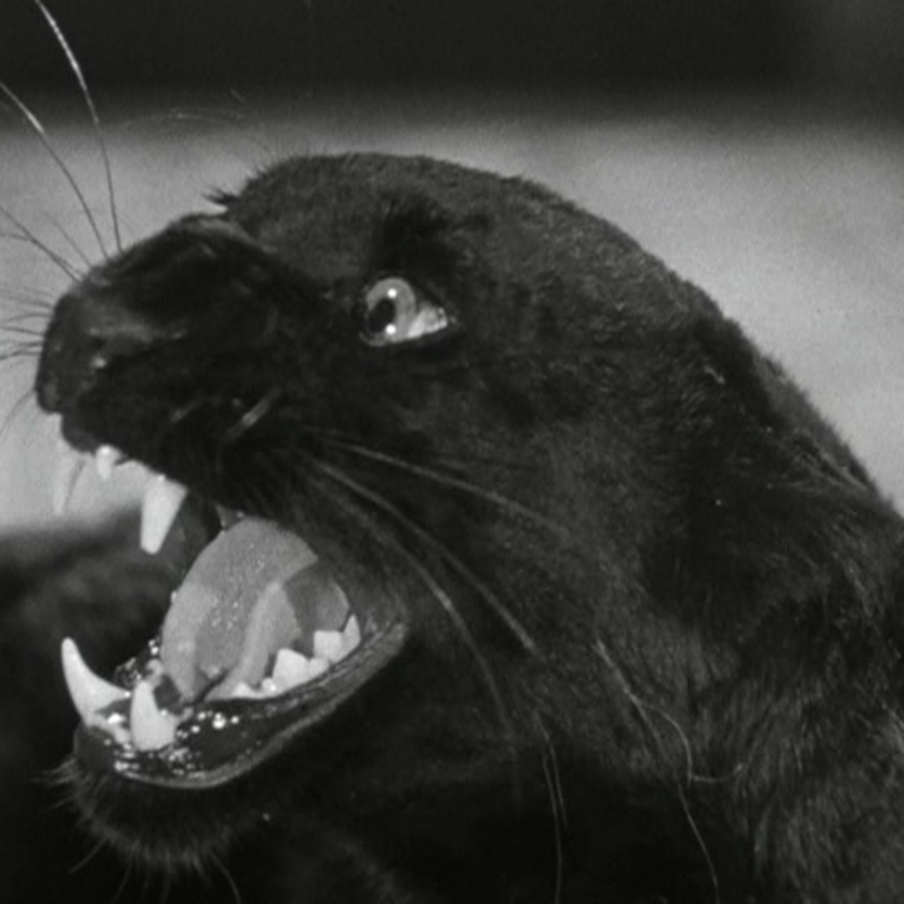 Cat People (1942) feat. Matthew Cole Levine