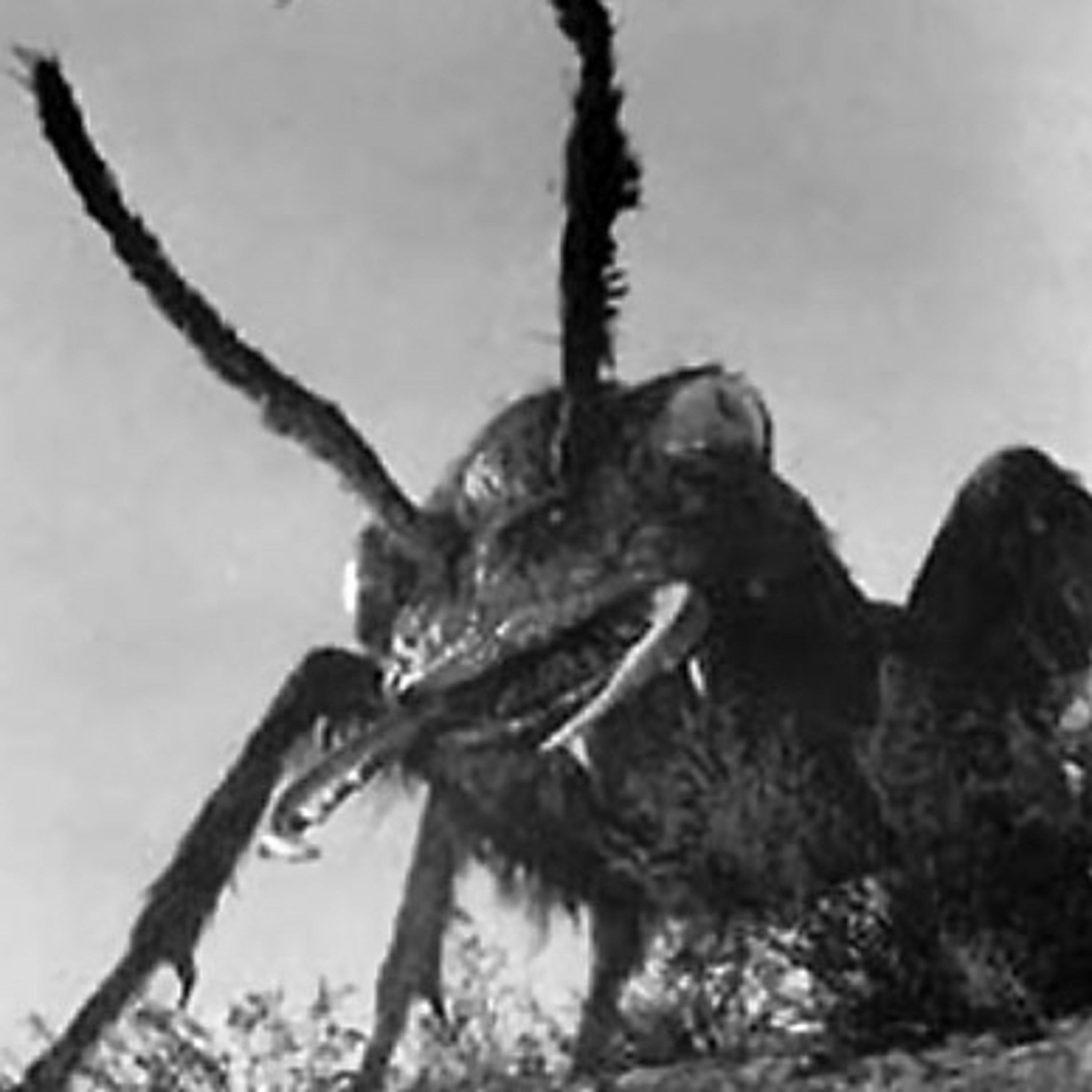 Them! (1954)