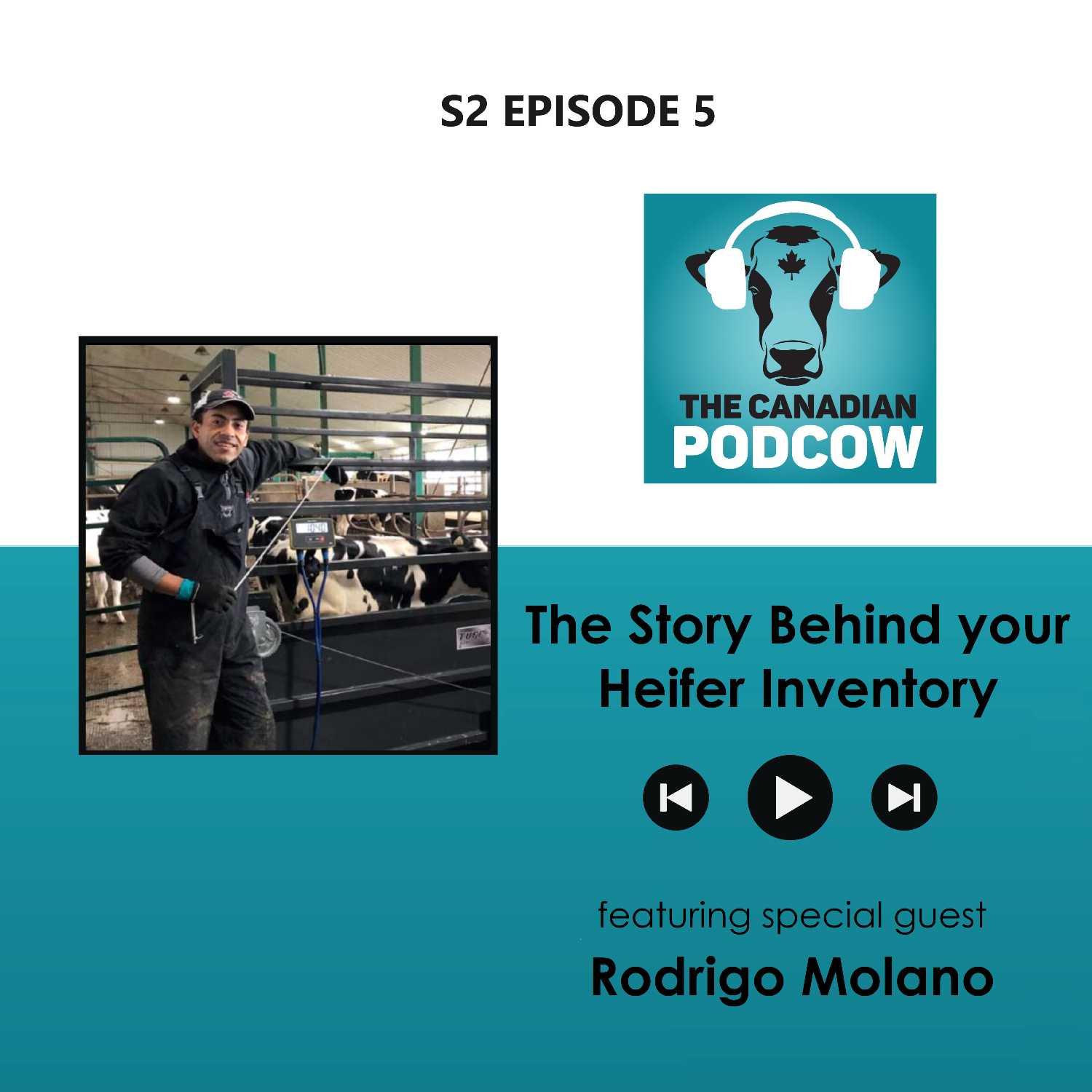 The Story Behind your Heifer Inventory