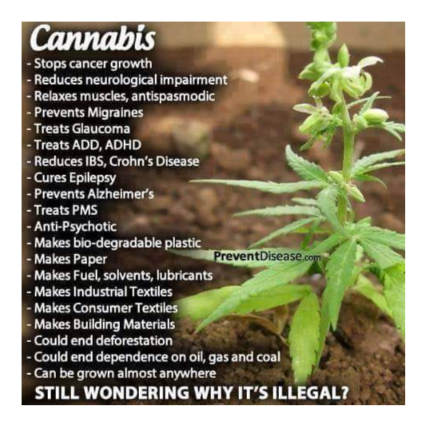 Cannabis Basics: Varieties, Uses, and Benefits podcast artwork