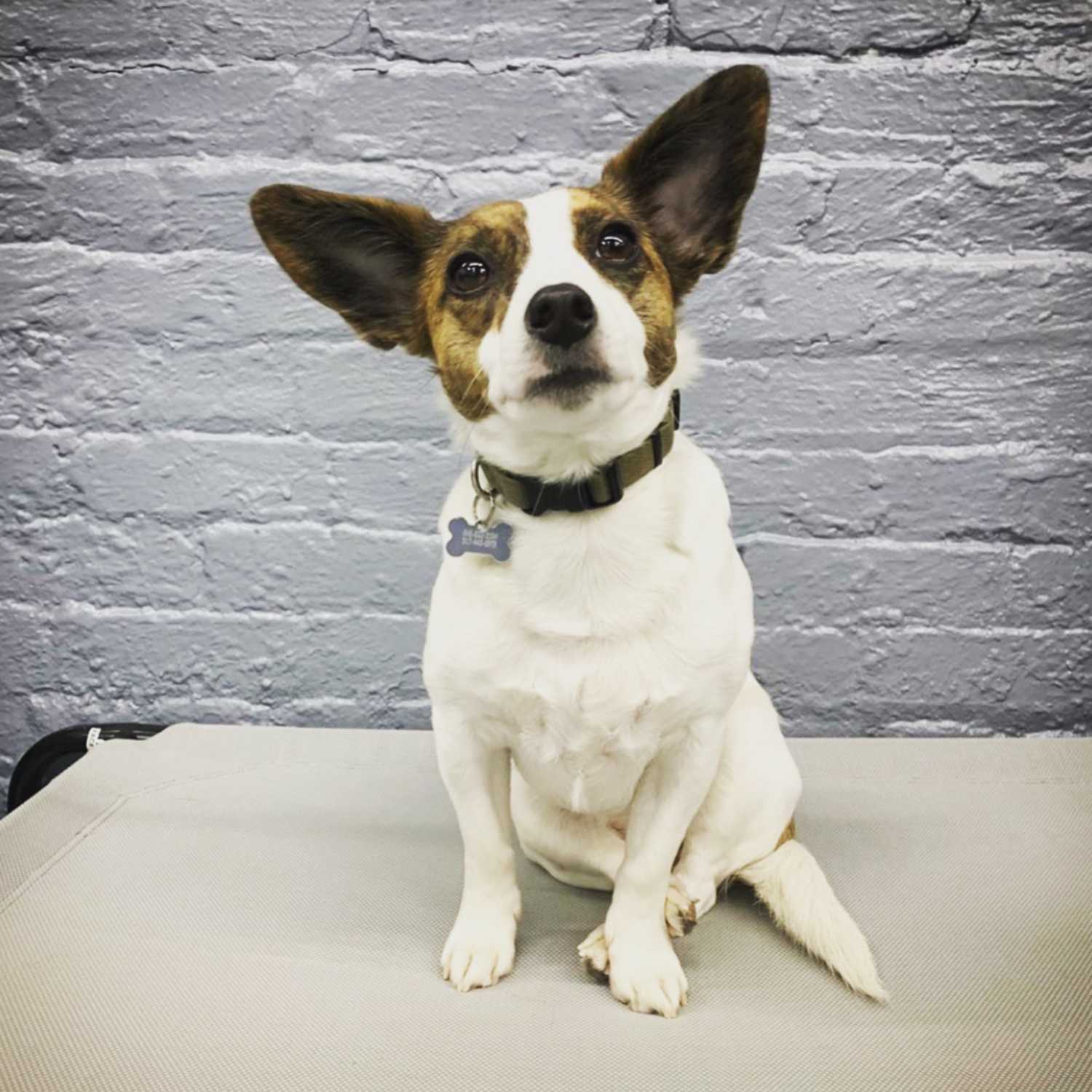 Carla's Test Podcast