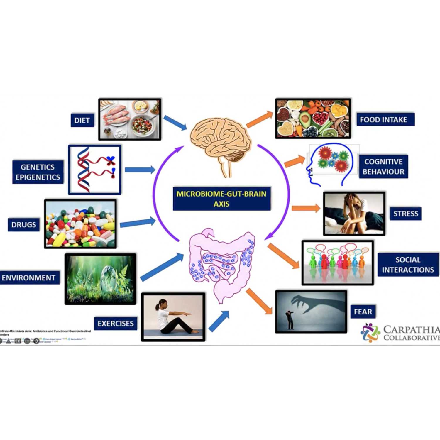 The Seven Factors of Brain Health