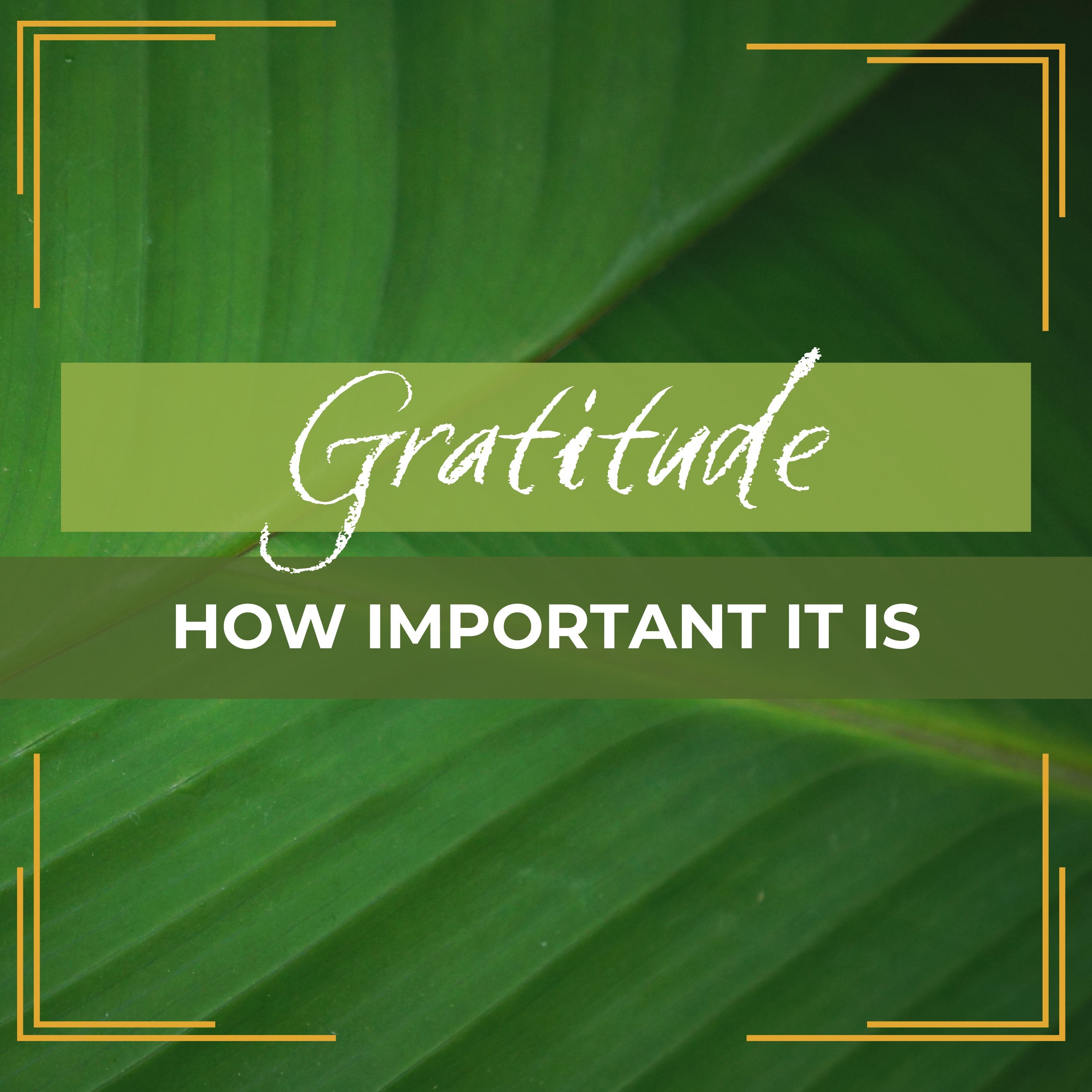 Gratitude: How Important It Is episode artwork