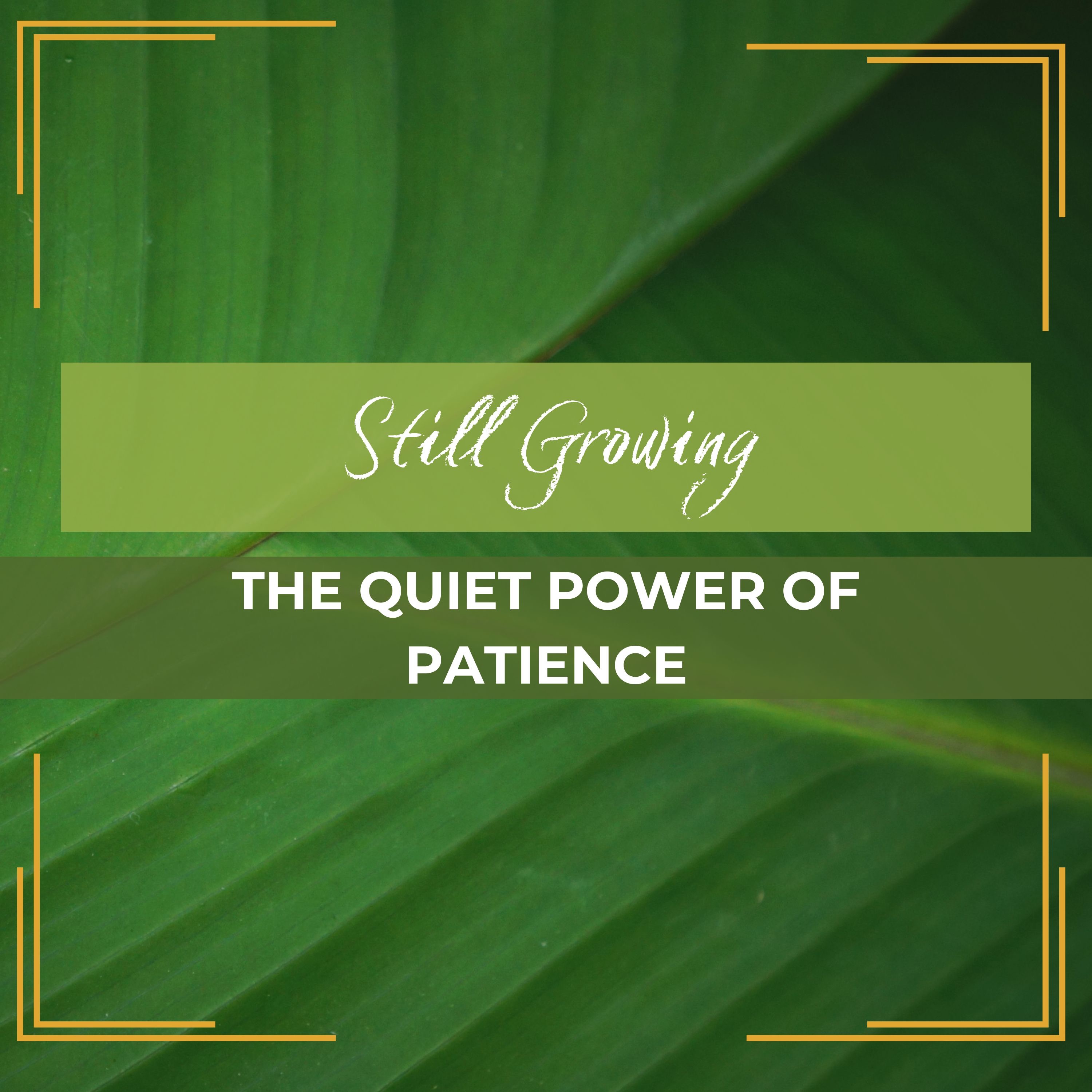 Still Growing: The Quiet Power of Patience episode artwork