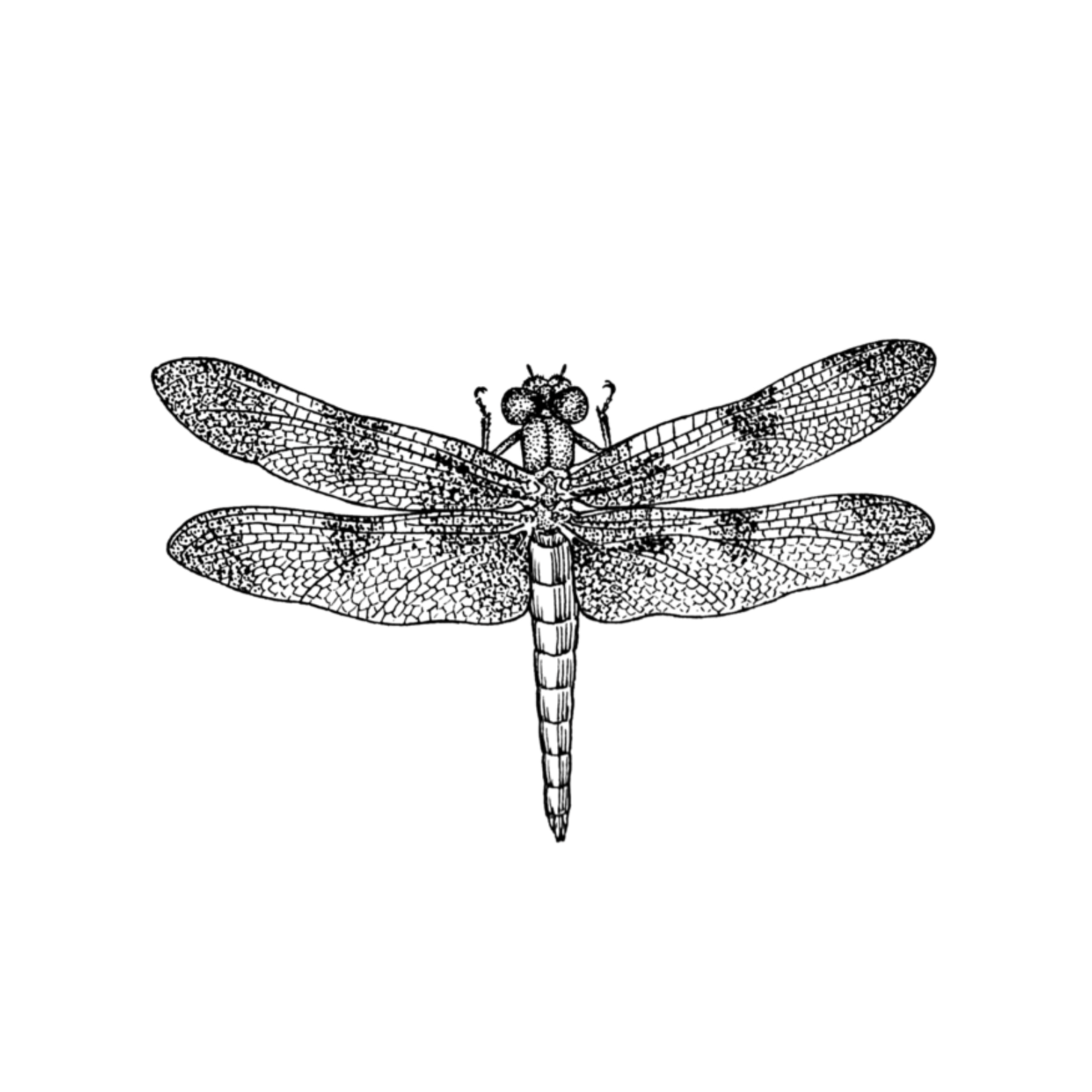 Catch the Dragonfly