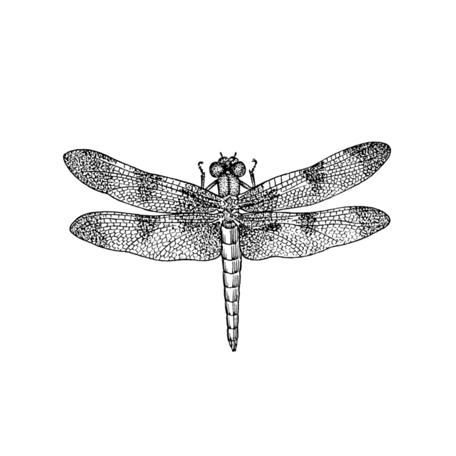 Life according to Dragonfly