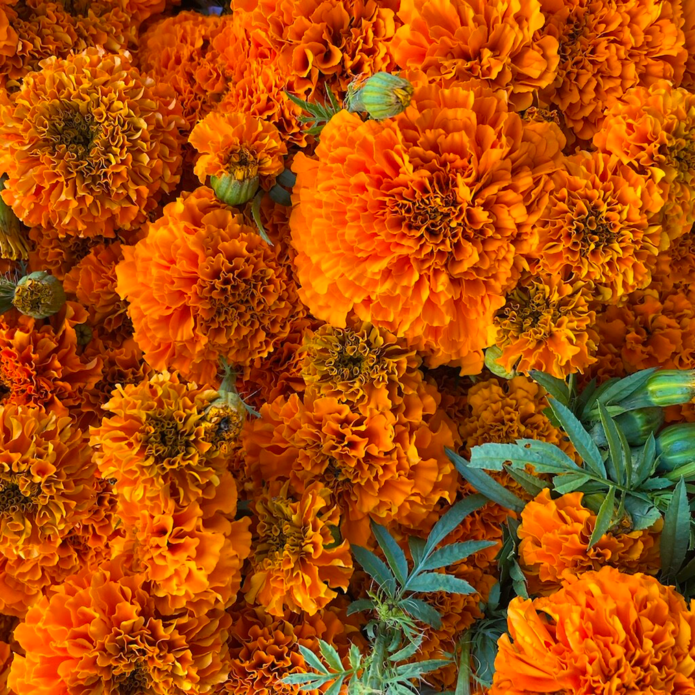 4th Ep Santi's Experience 