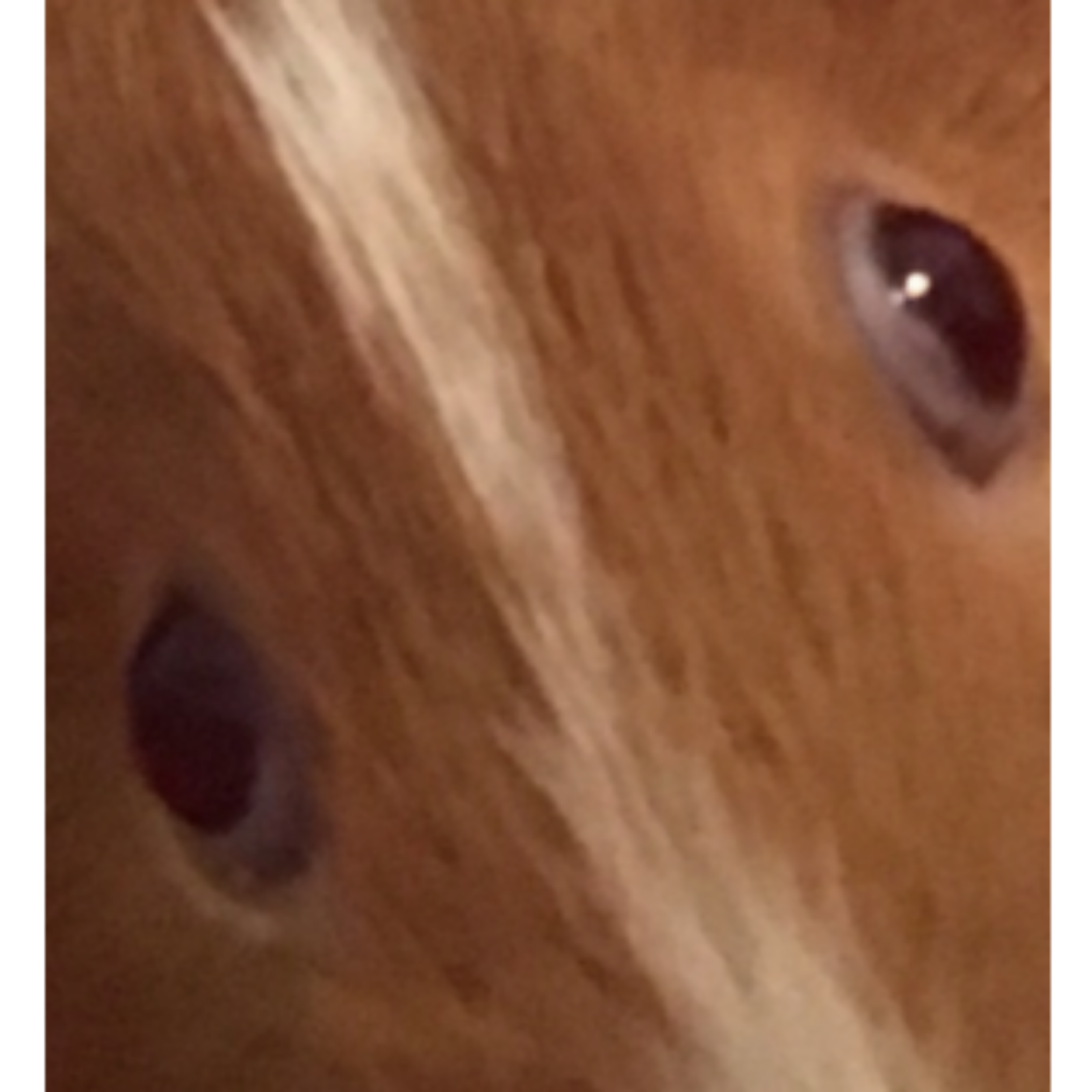 Champions Chat cover art