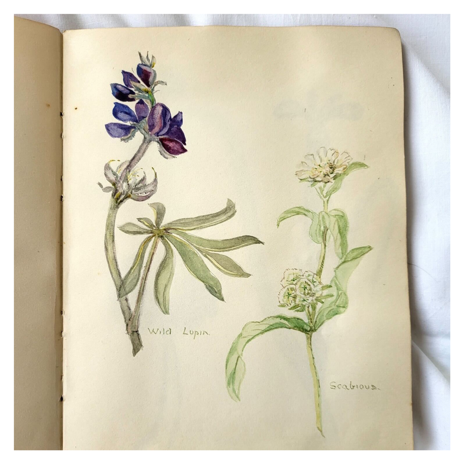 Living Memories of Emeline Steinthal: An Interview episode artwork