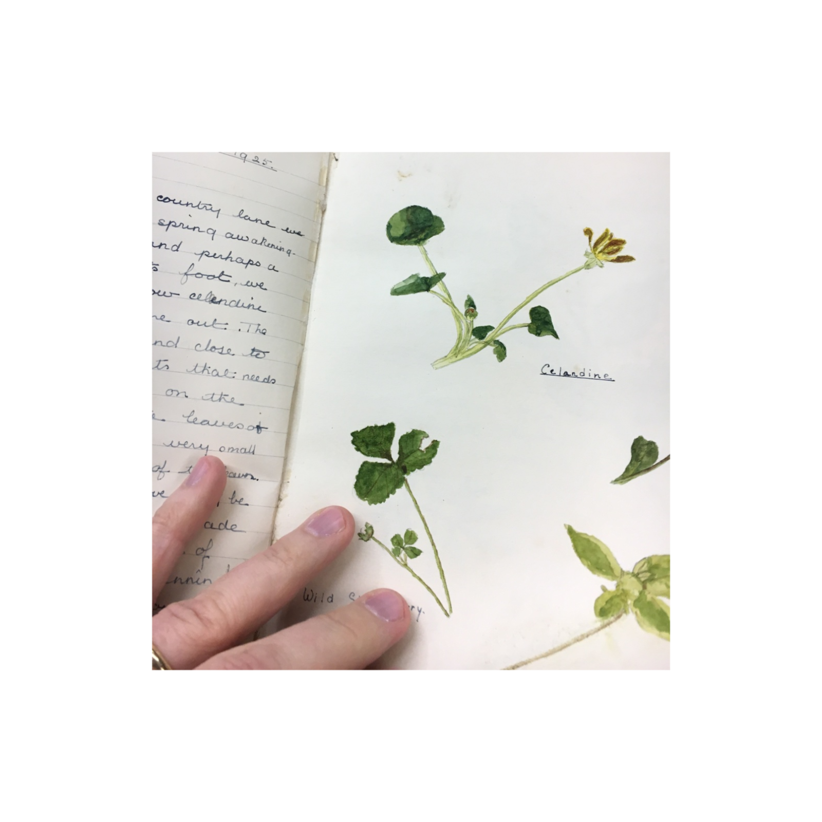 The Nature Work at the House of Education episode artwork