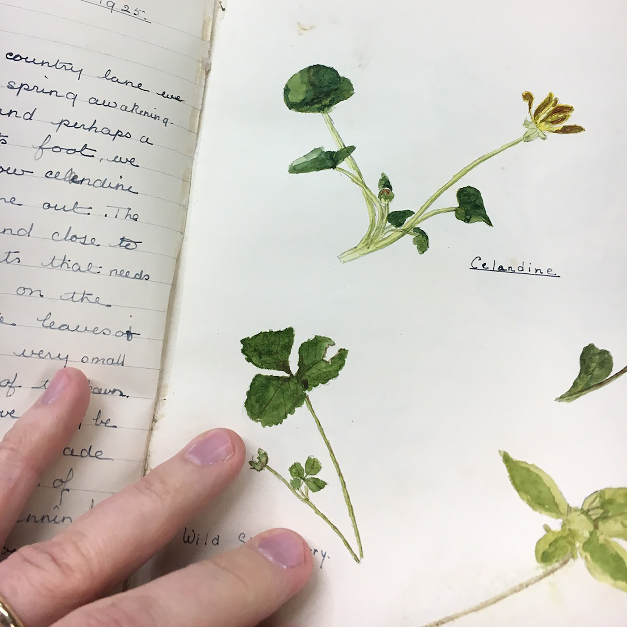 The Nature Work at the House of Education episode artwork