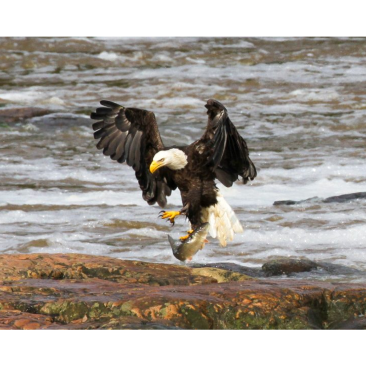 Chatham Chatist News Update