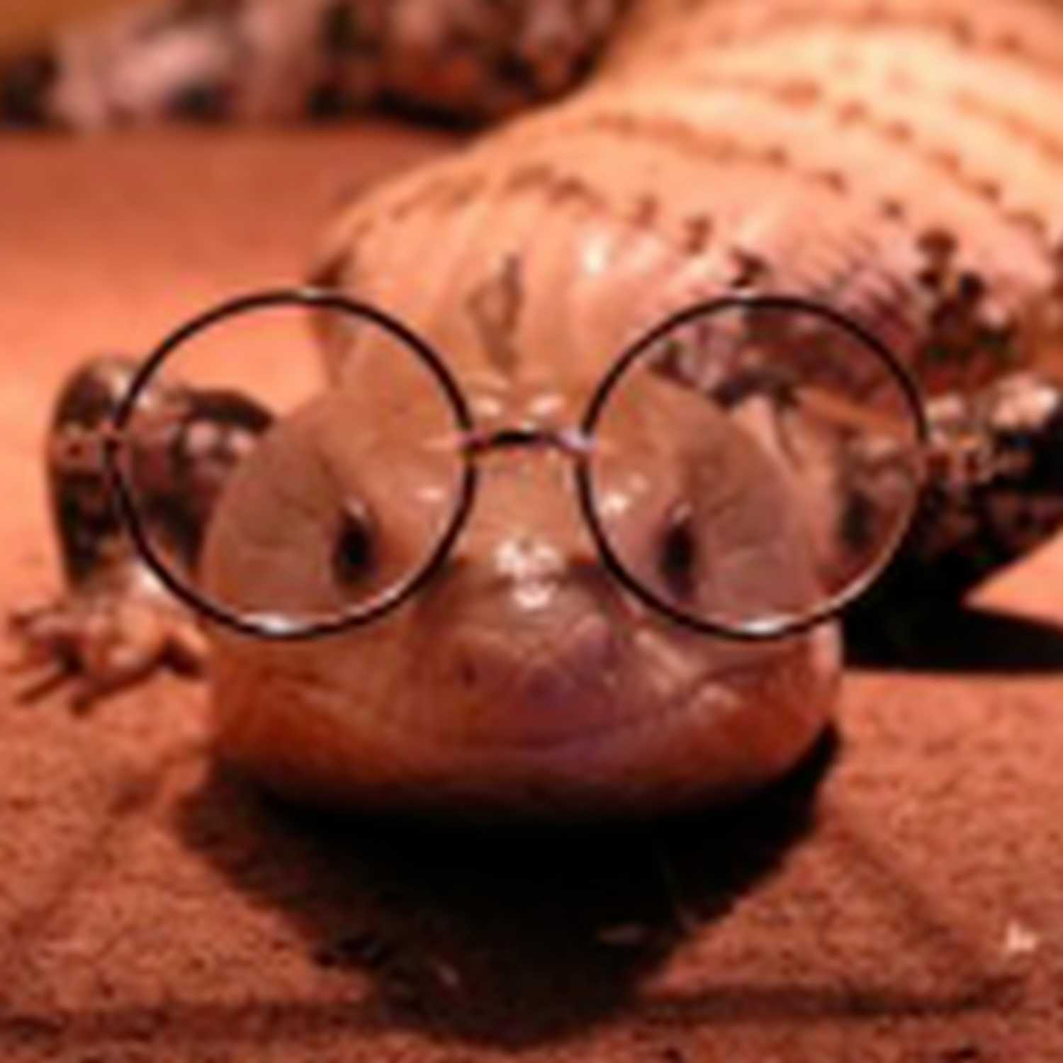 owo!? choco!? cover art