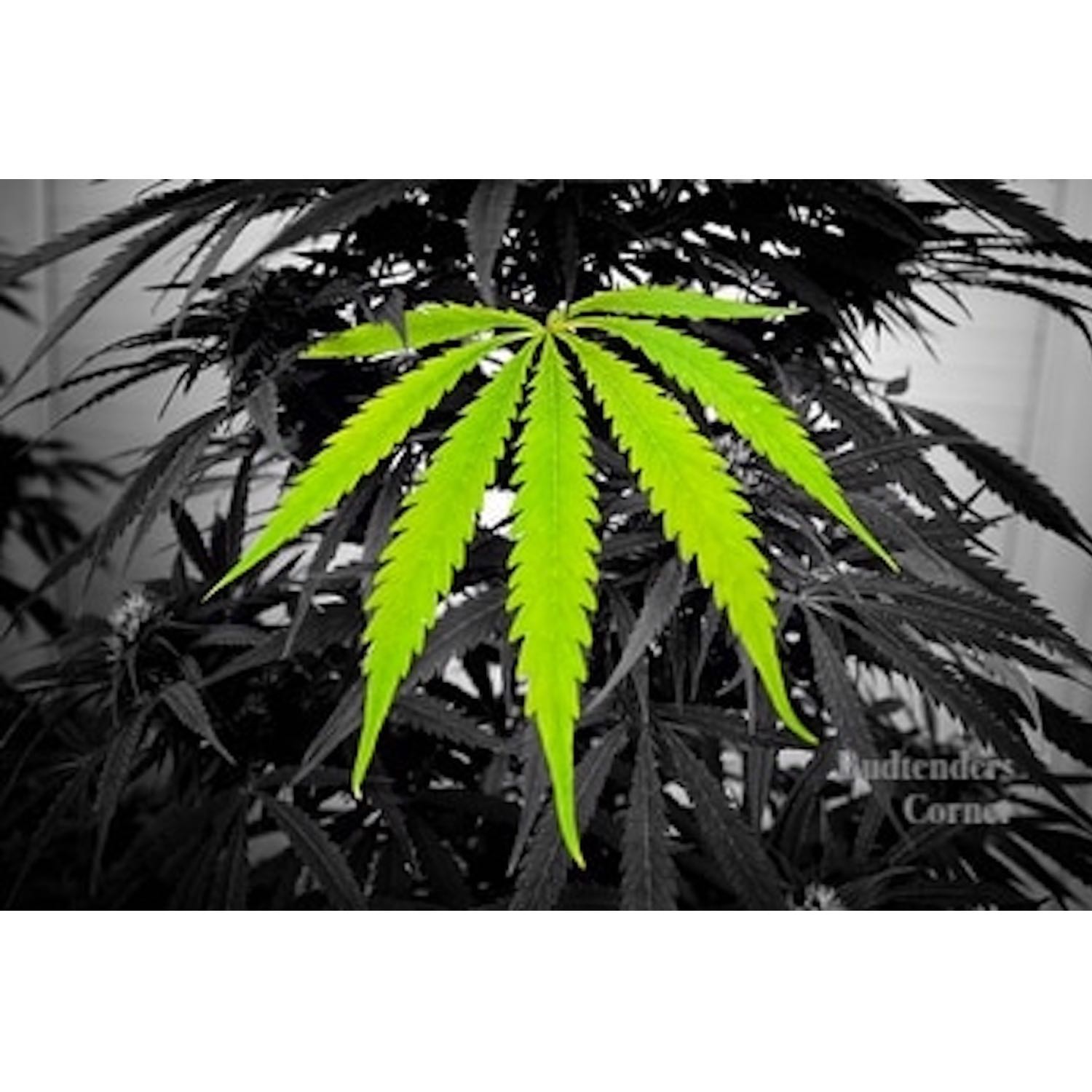 Budtenders Corners San Diego Budtenders Corners San Diego