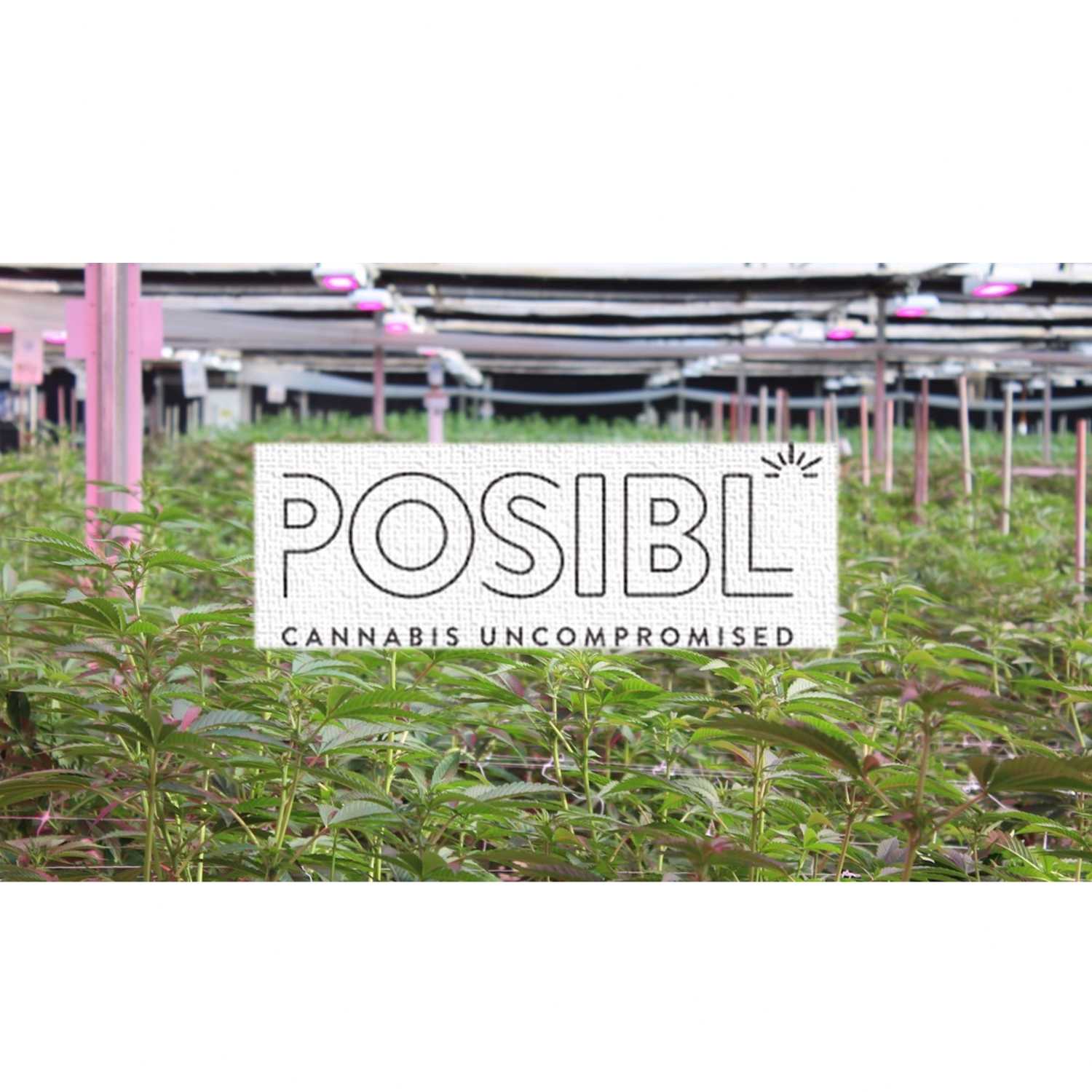 POSIBL CEO Jesus POSIBL CEO Jesus