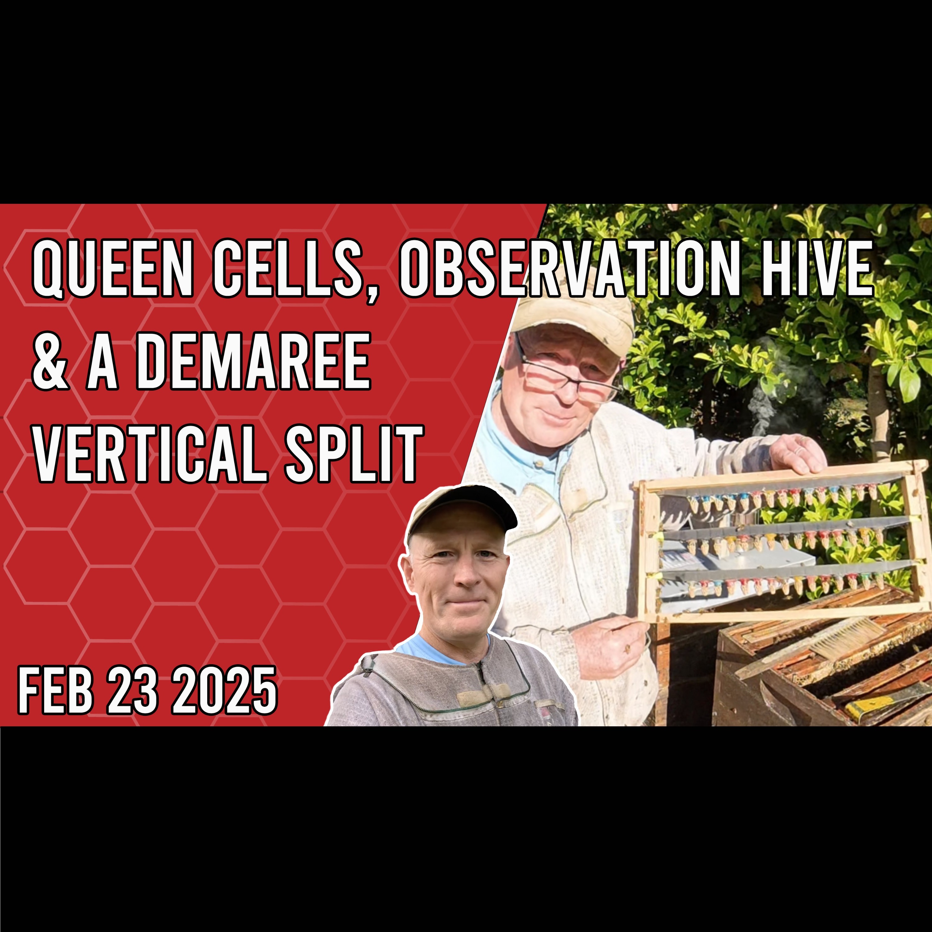 Beekeeping with Chuck - Feb 23rd - Observation Hive, Queen Cells, & a Demaree Vertical Split
