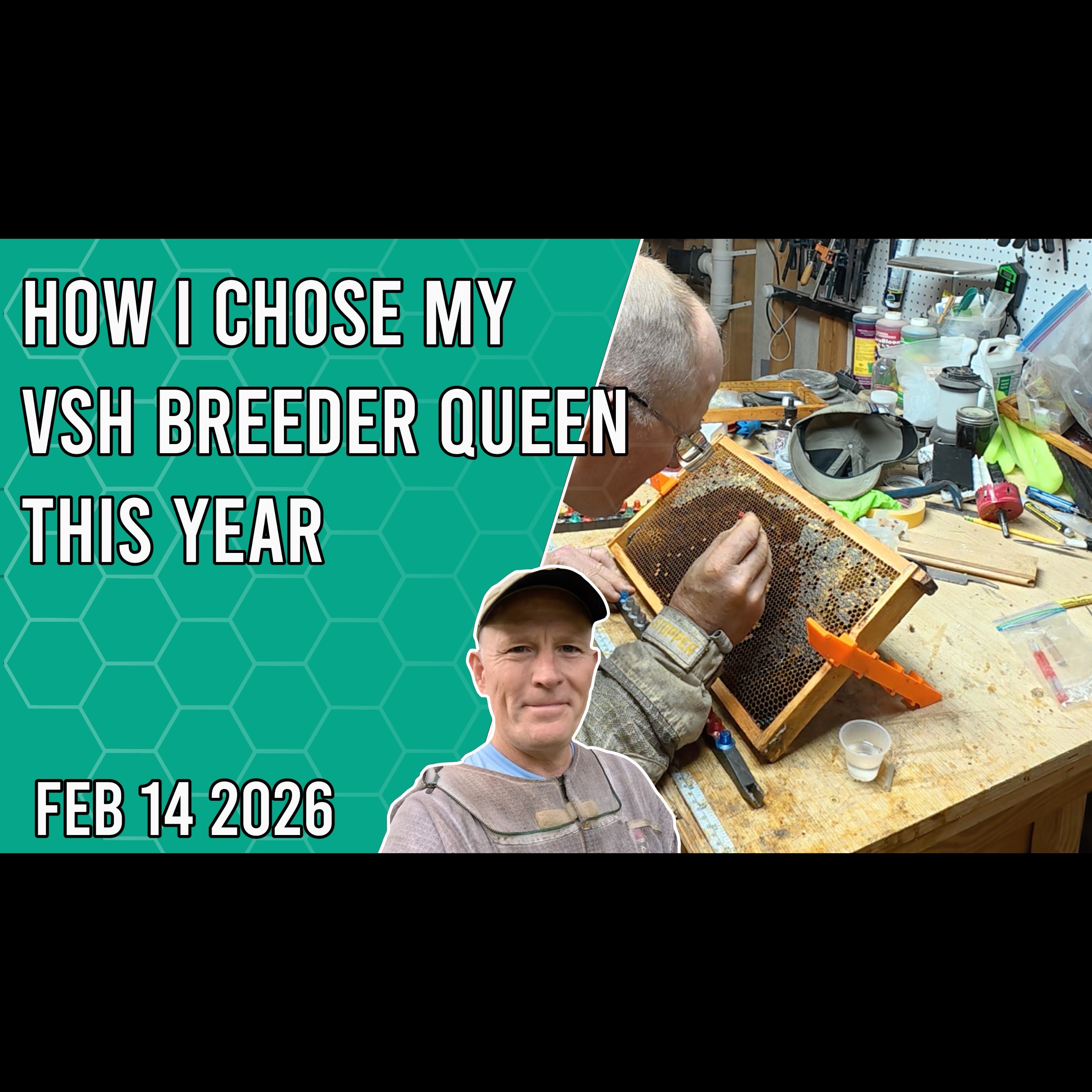 How I Chose my VSH Breeder Queen This Year