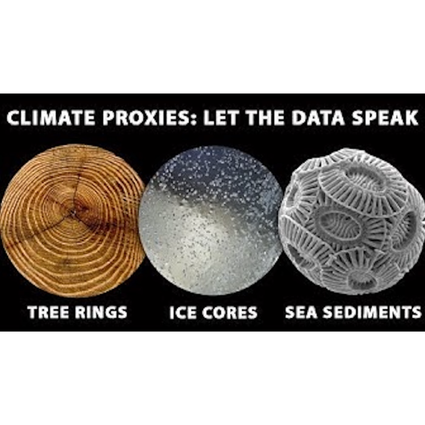 With Tree Rings On Their Fingers