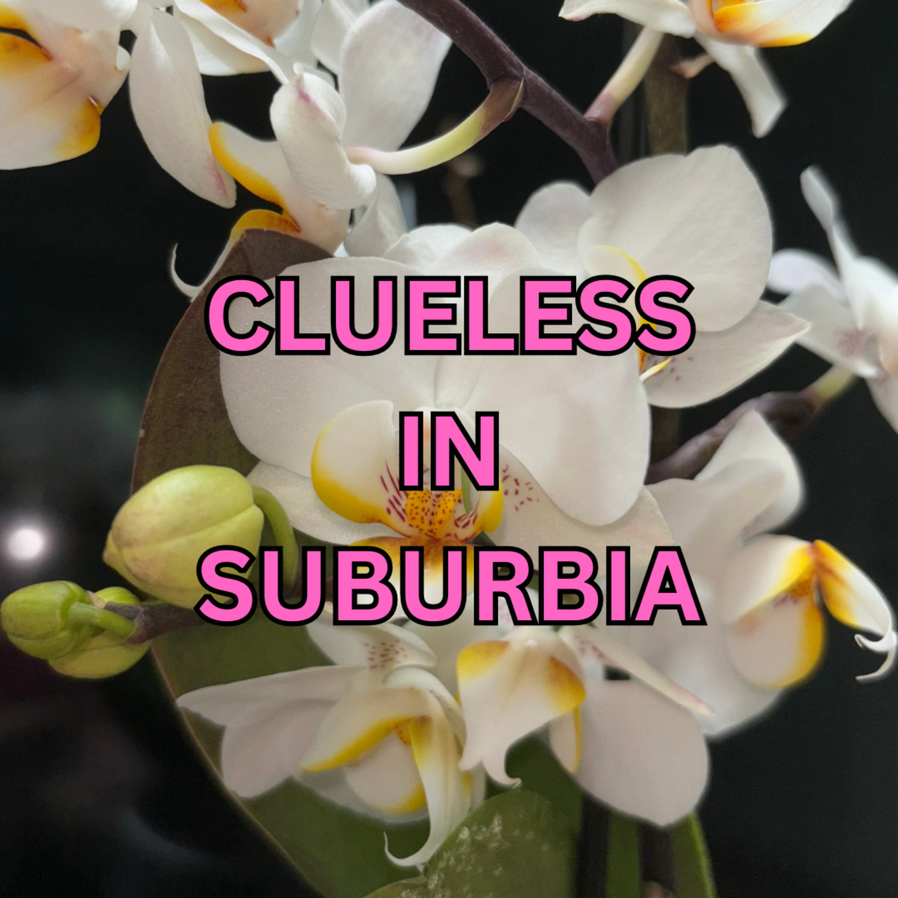 Clueless in Suburbia